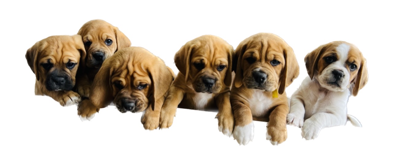 Puggle puppies for sale – Concord