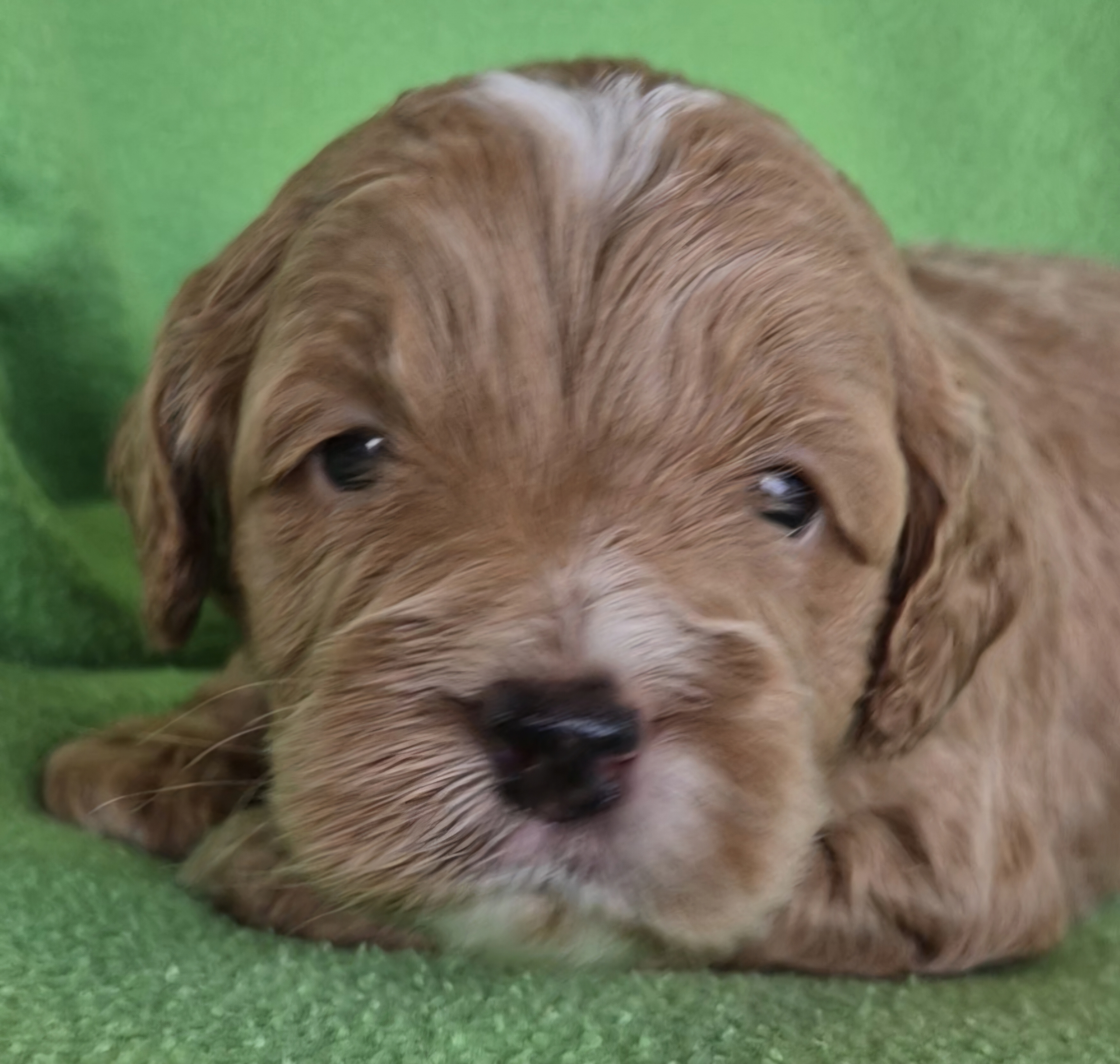 Labradoodle – Wooroolin