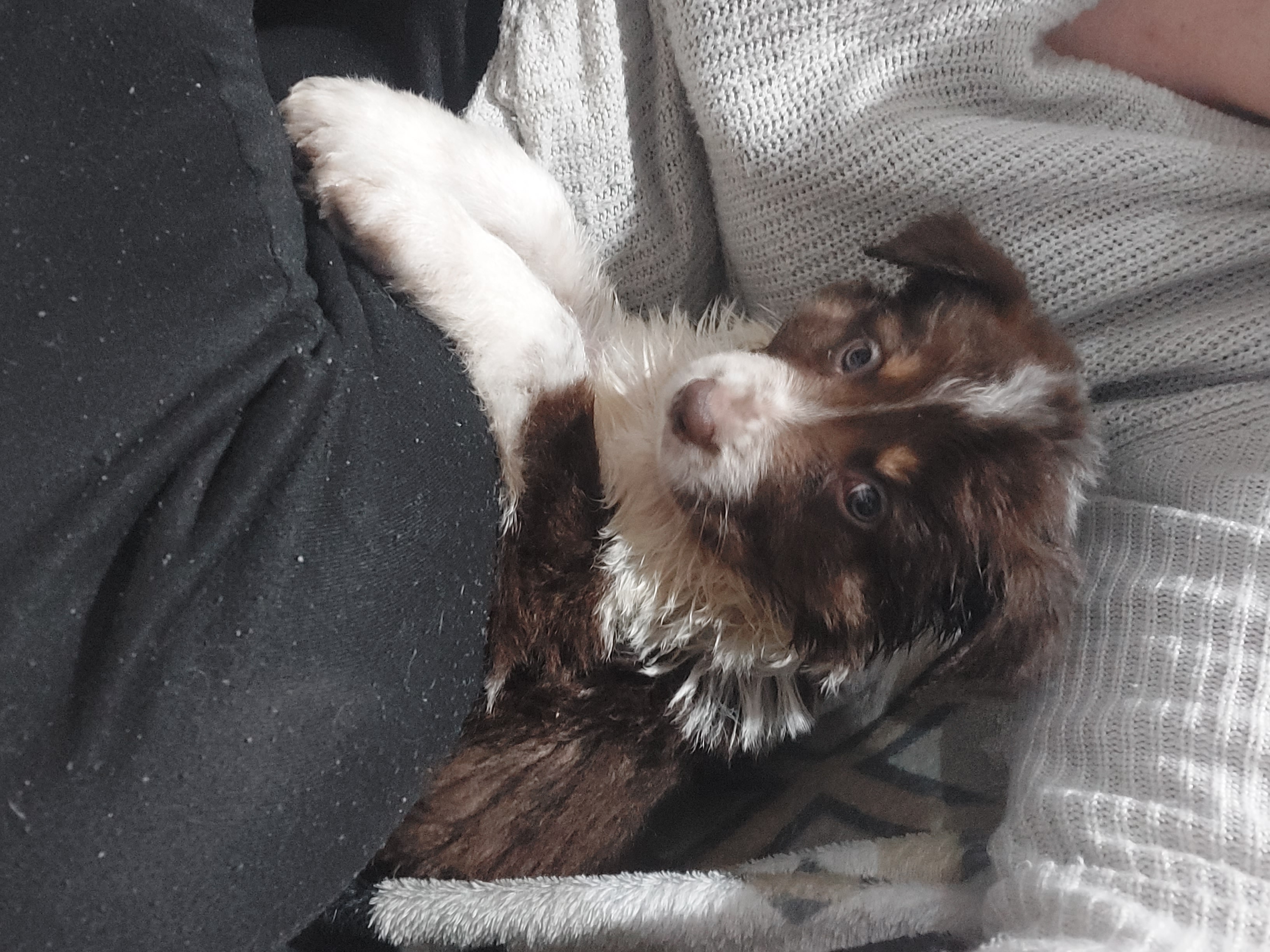 Border Collie – Mickleham