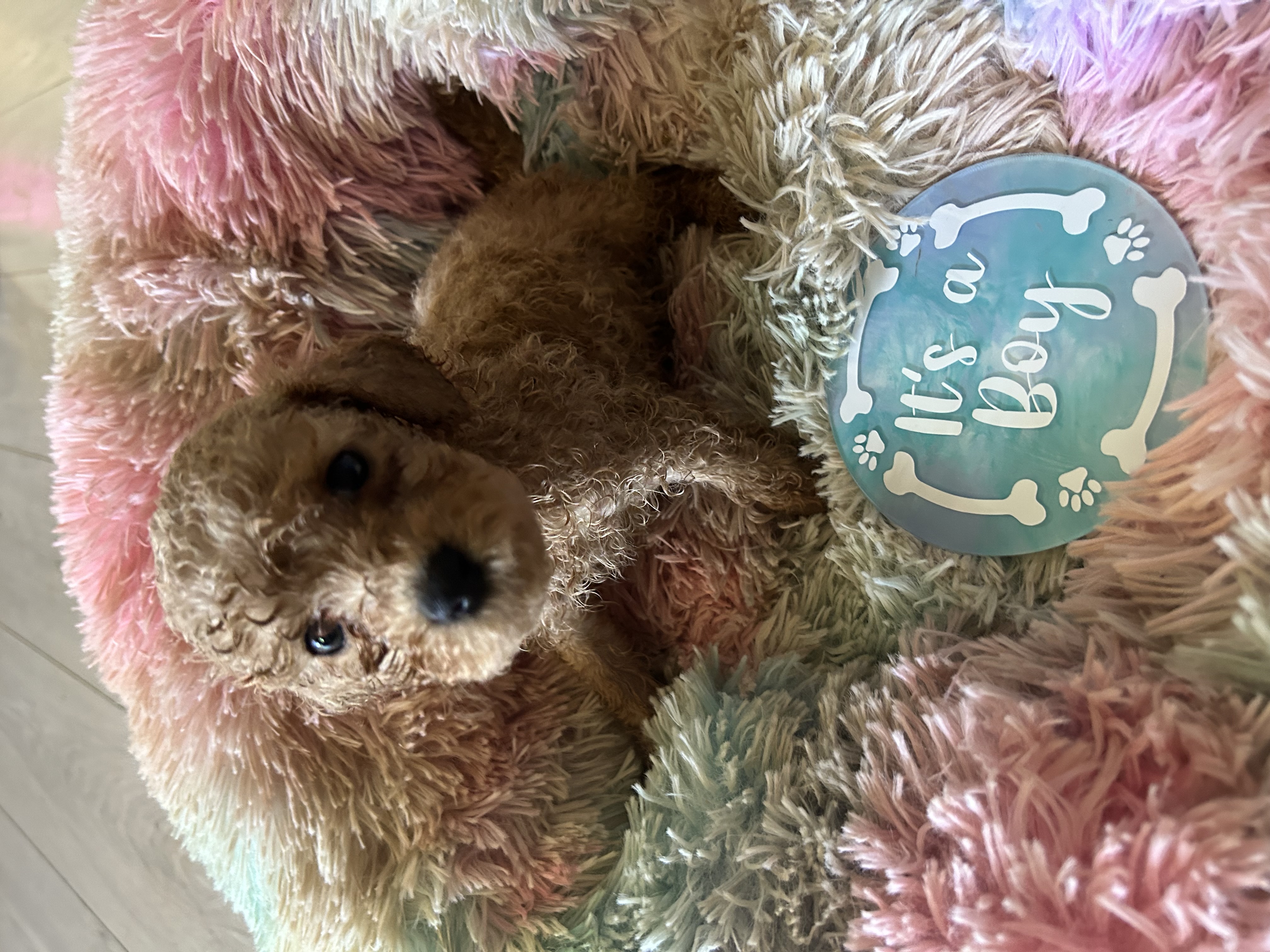 Toy Poodle - Busby