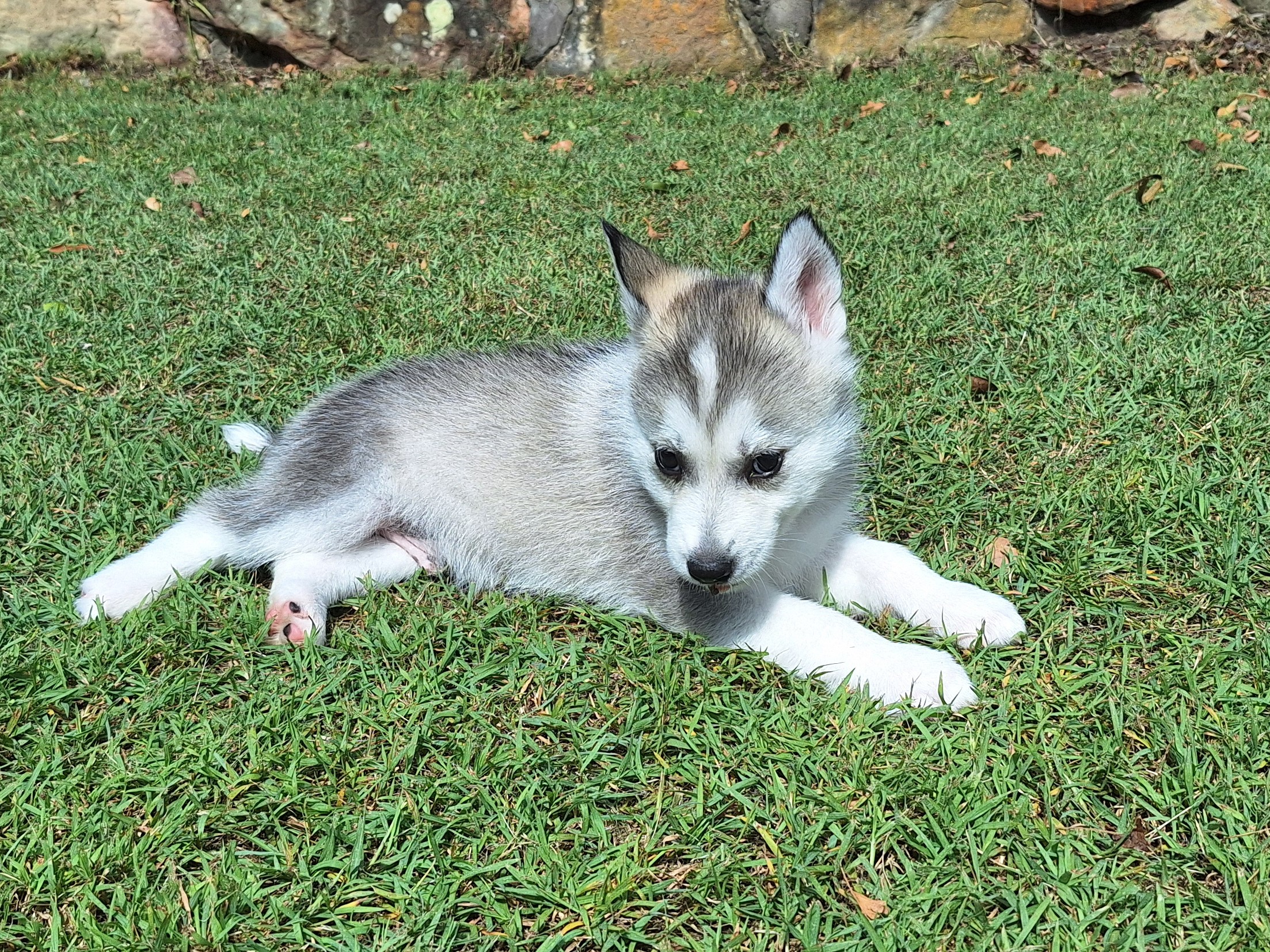 Husky – Ellalong