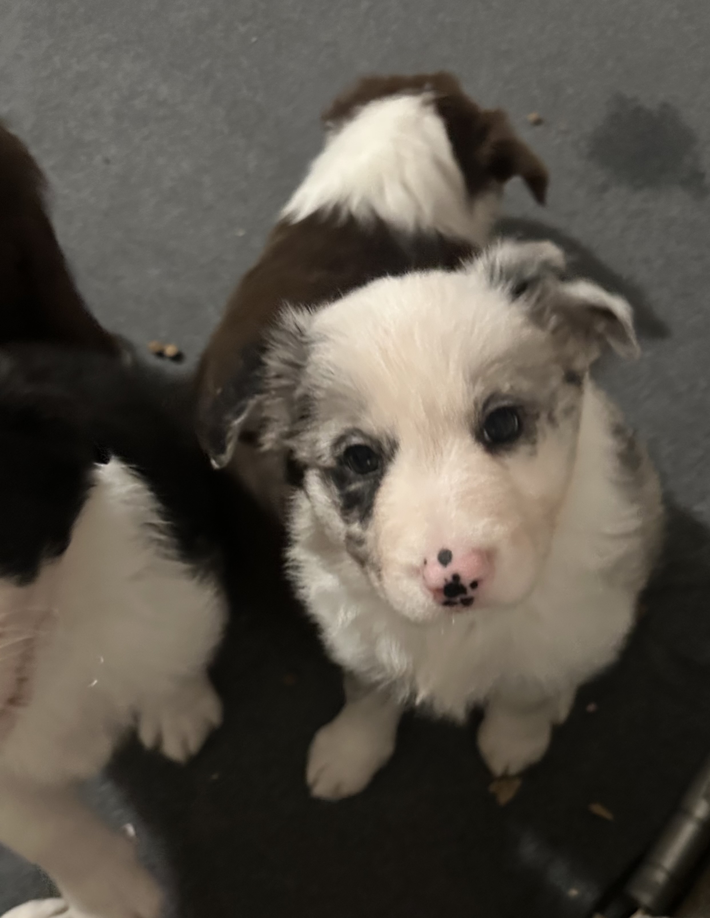 Border Collie – Seaton