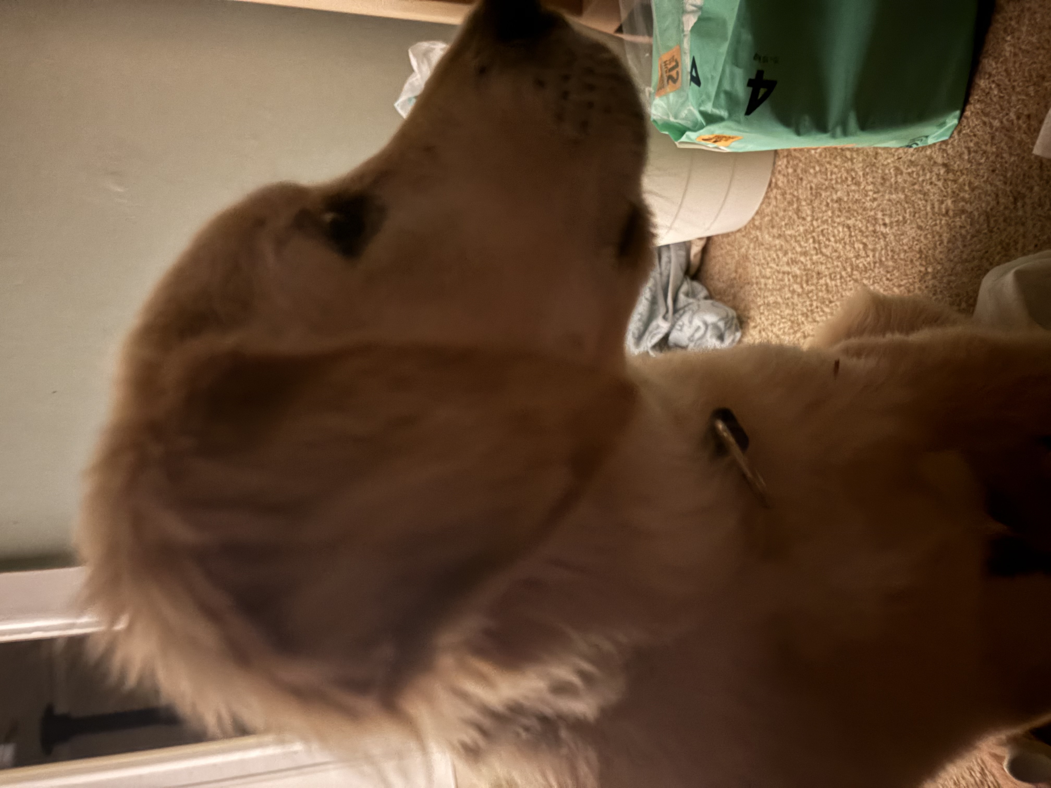 Dogs – Marayong