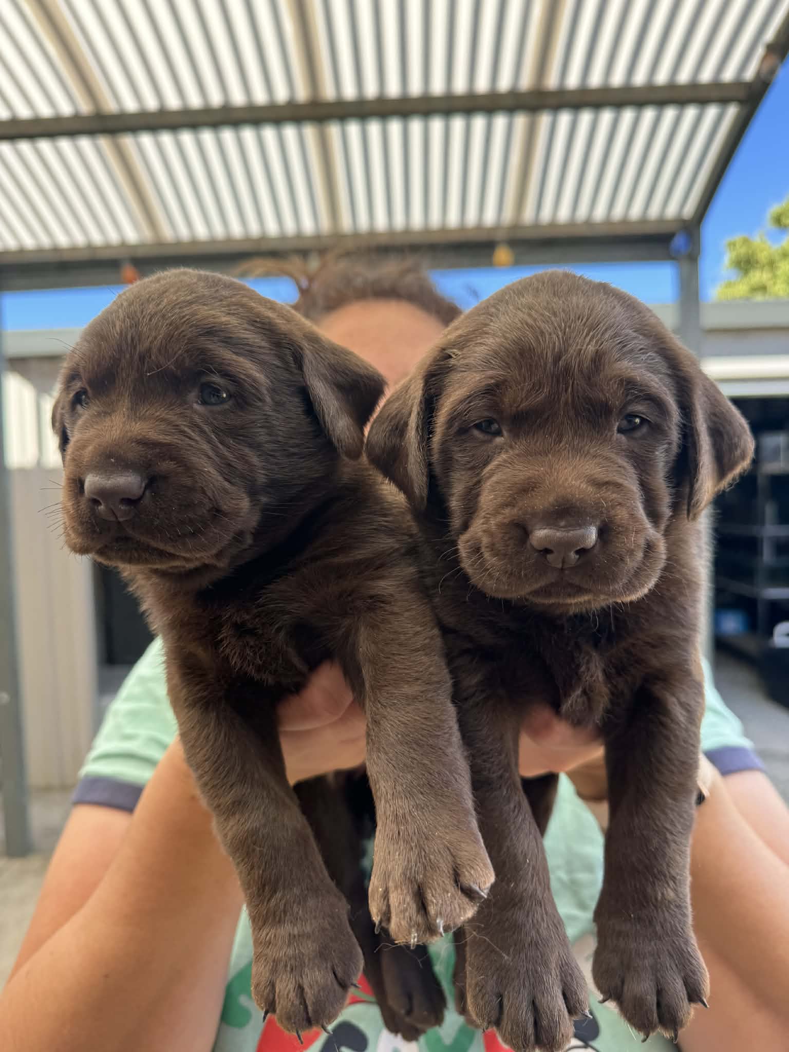 Labrador Retriever – Annalisa