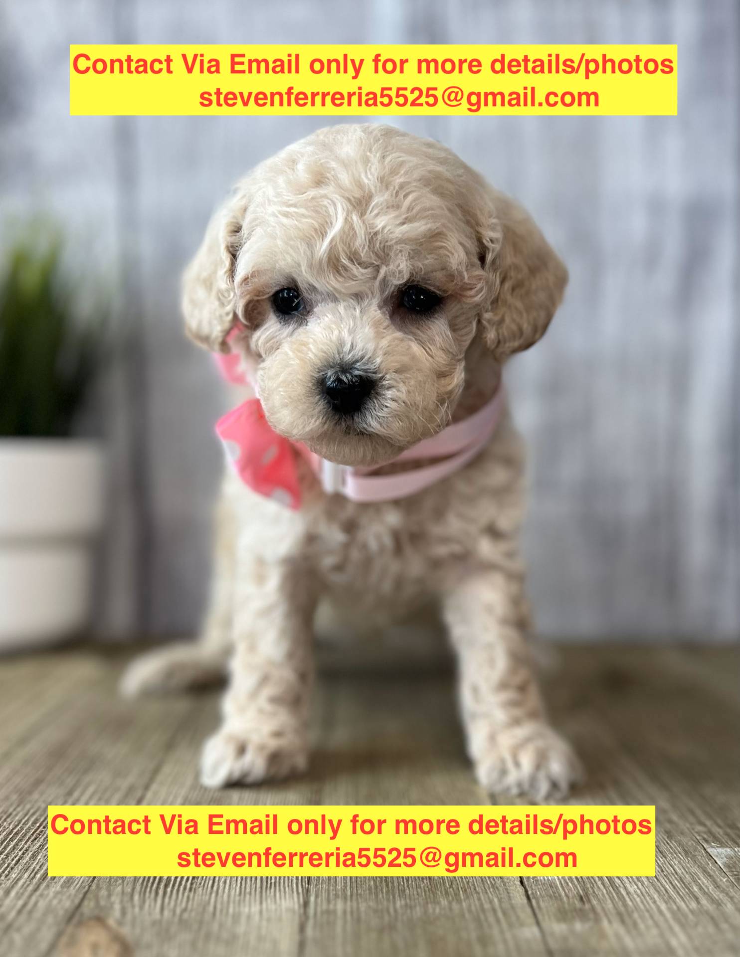 Toy Poodle - Manilla