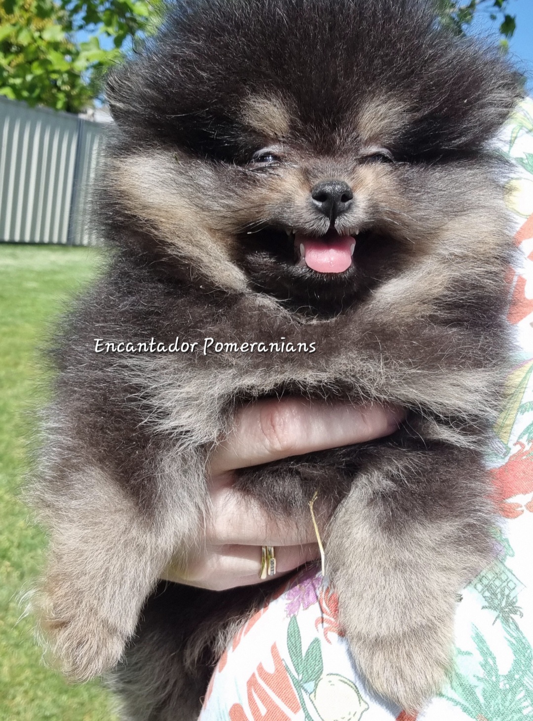 Pomeranian – Manjimup