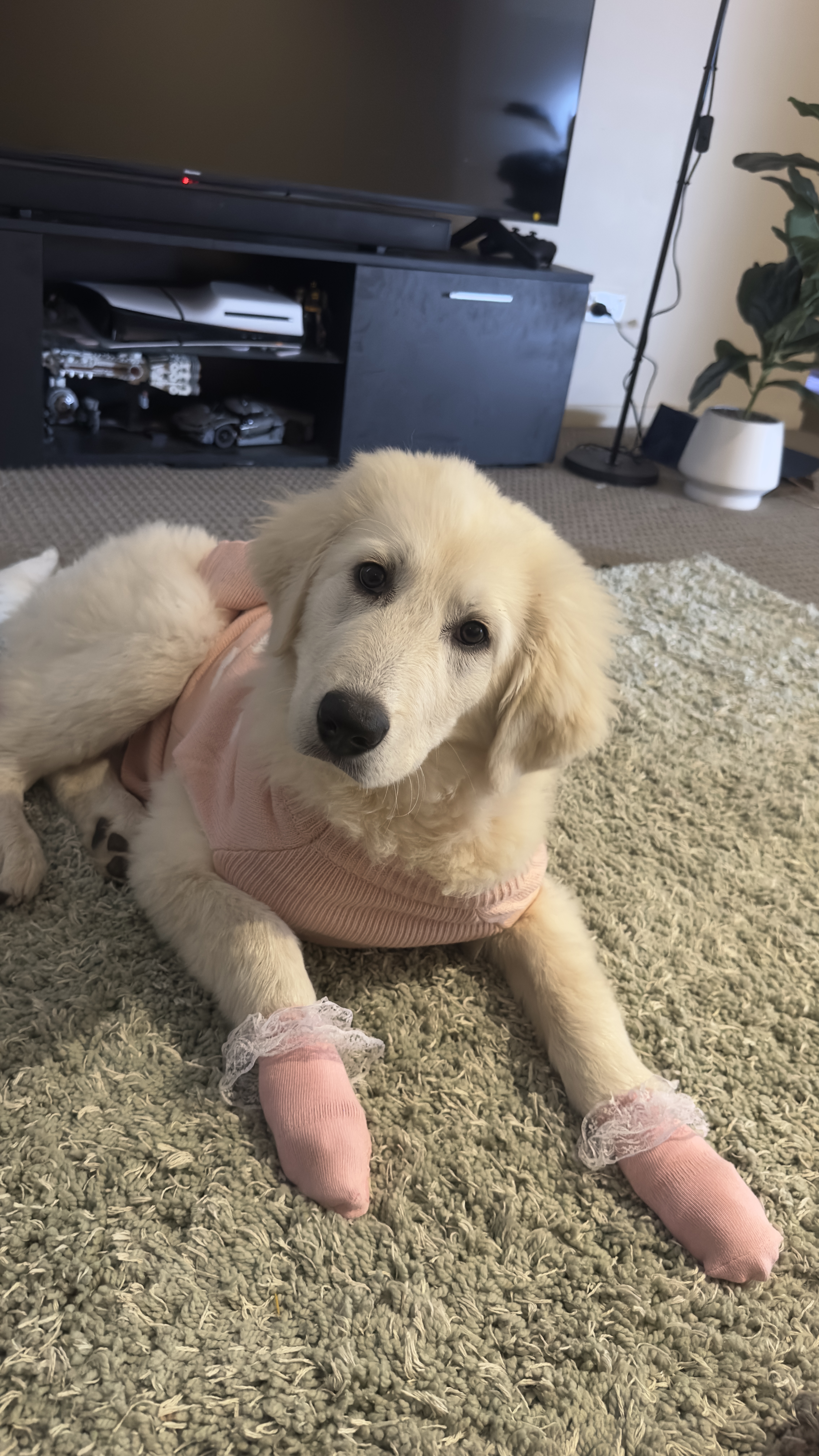 Maremma Sheepdog – Truganina