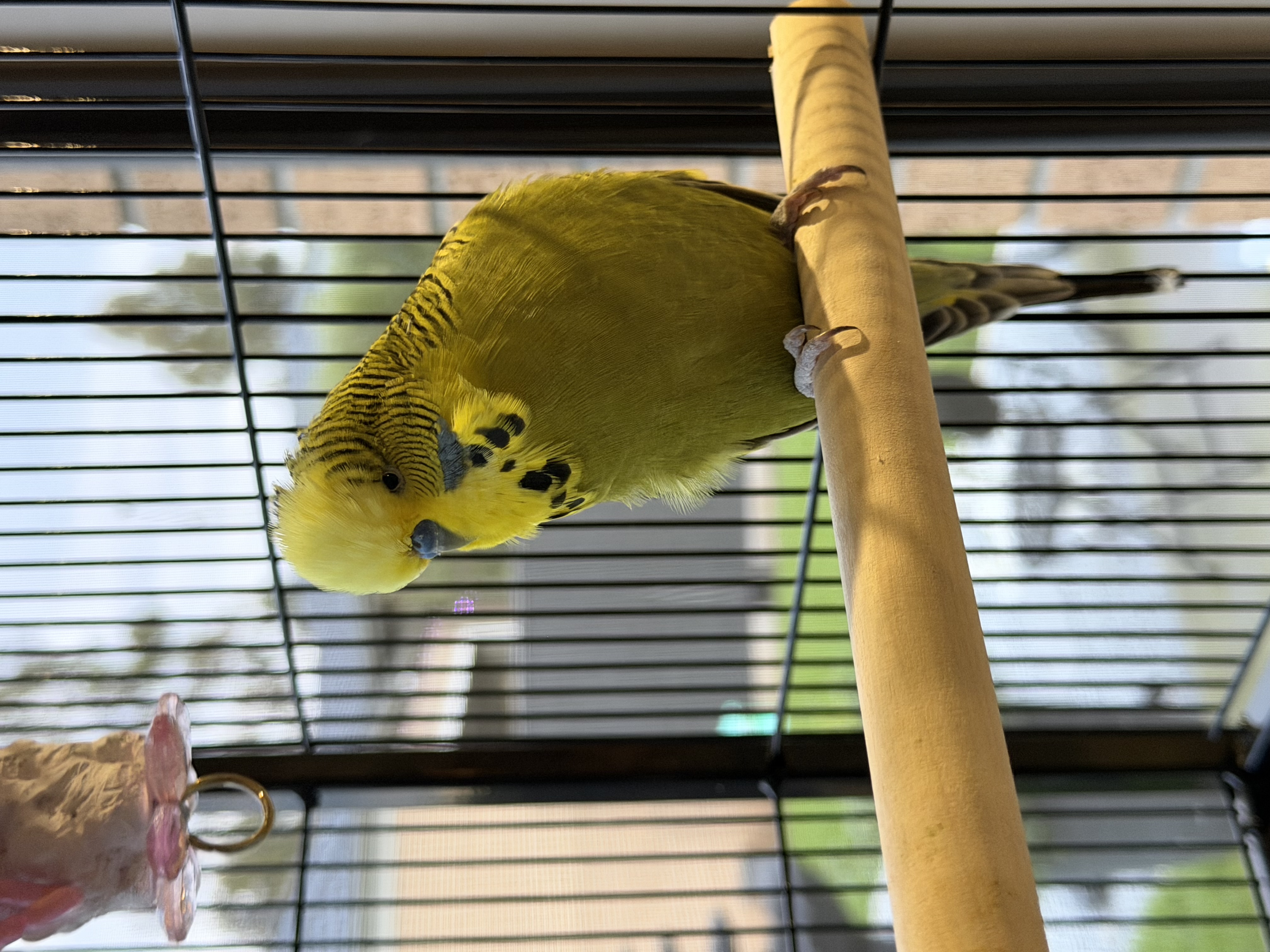 Budgerigar – Taylors Hill