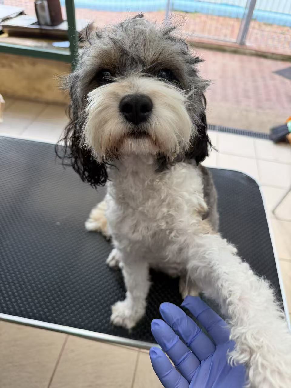 Cavoodle – Perth