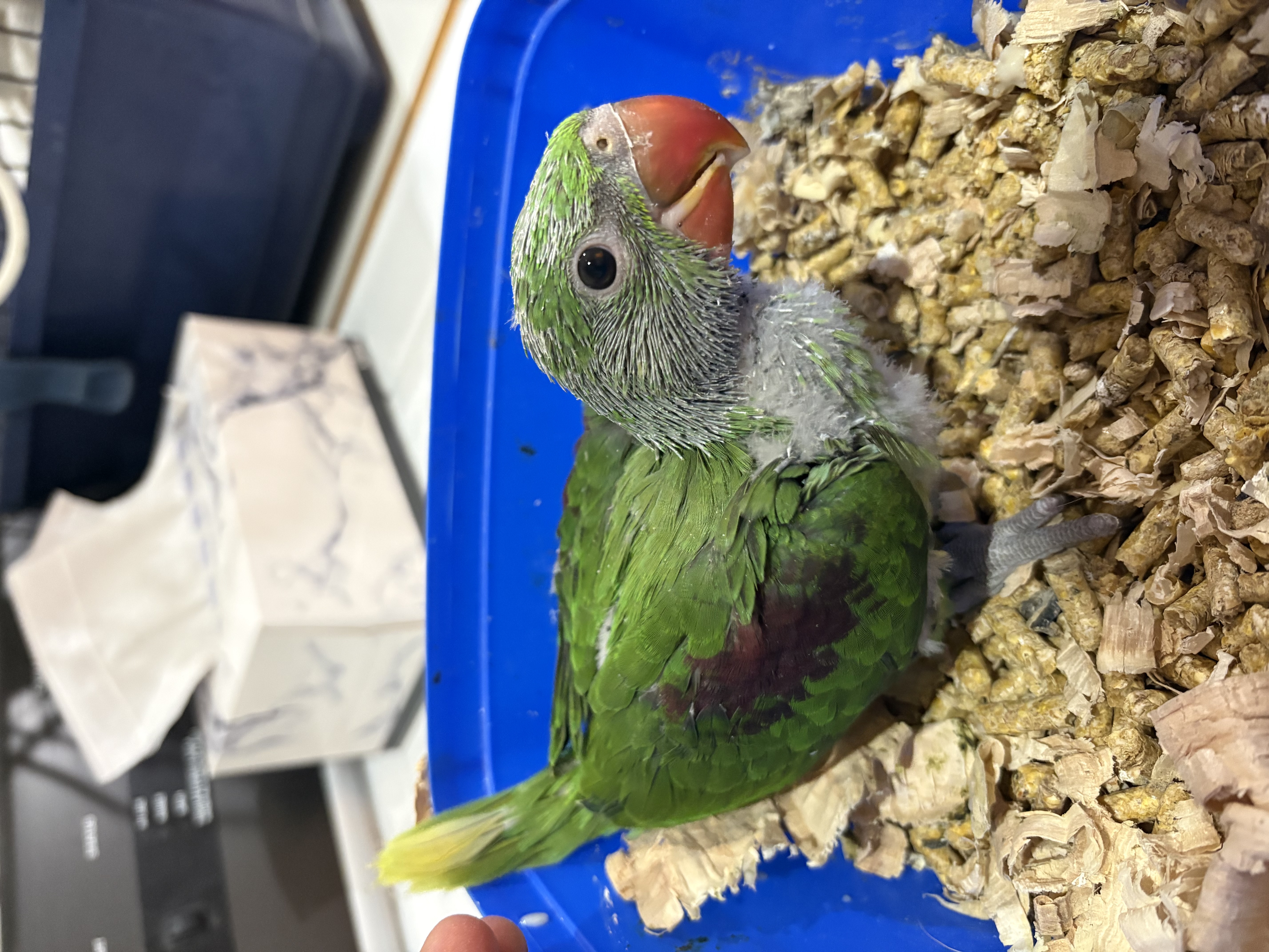 Parrots – Beermullah