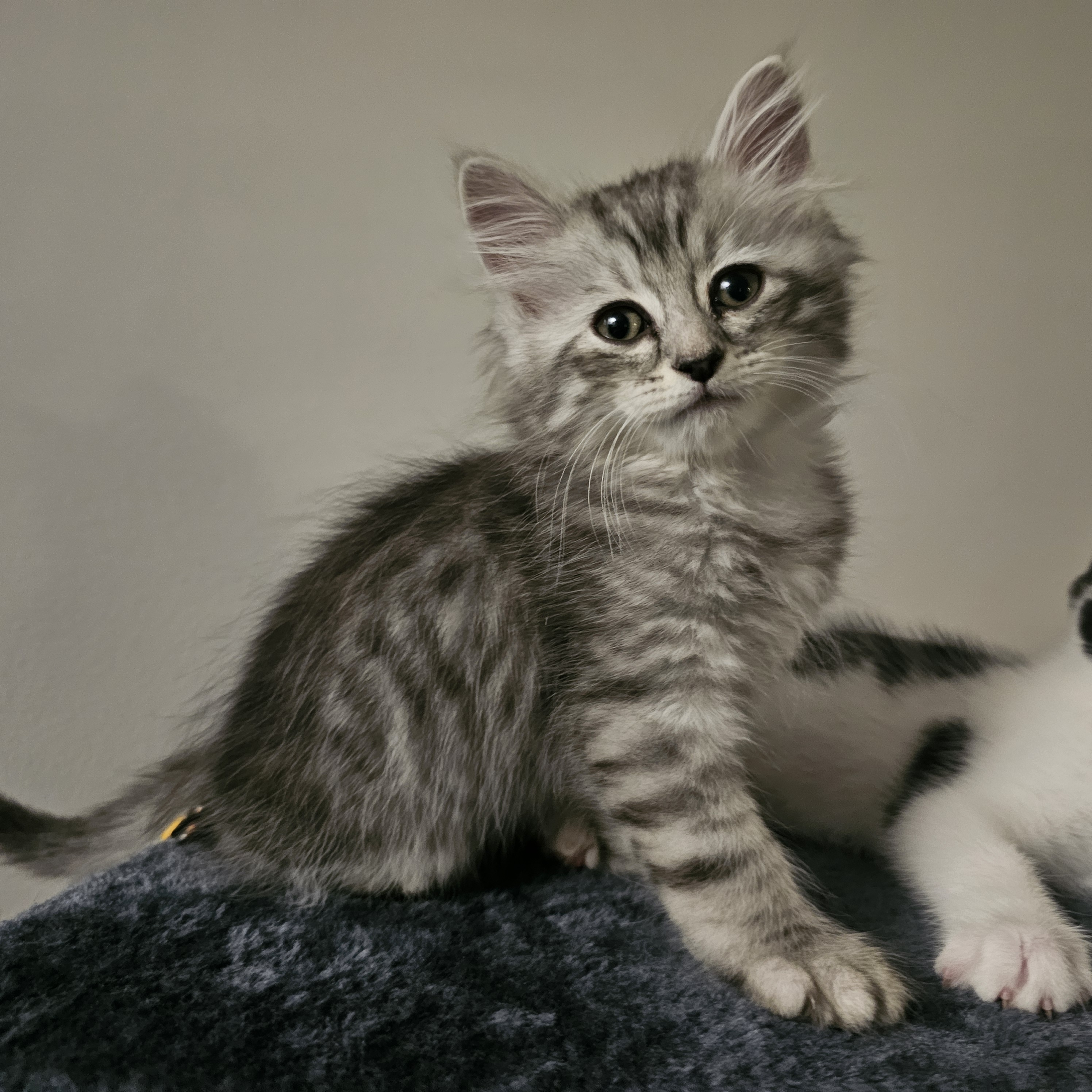 Persian – Bald Hills