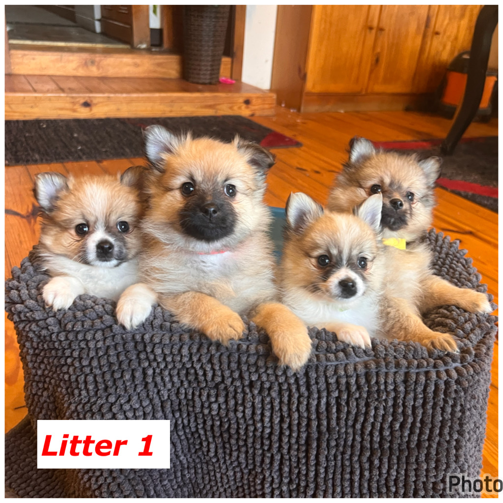 Pomeranian – Redan