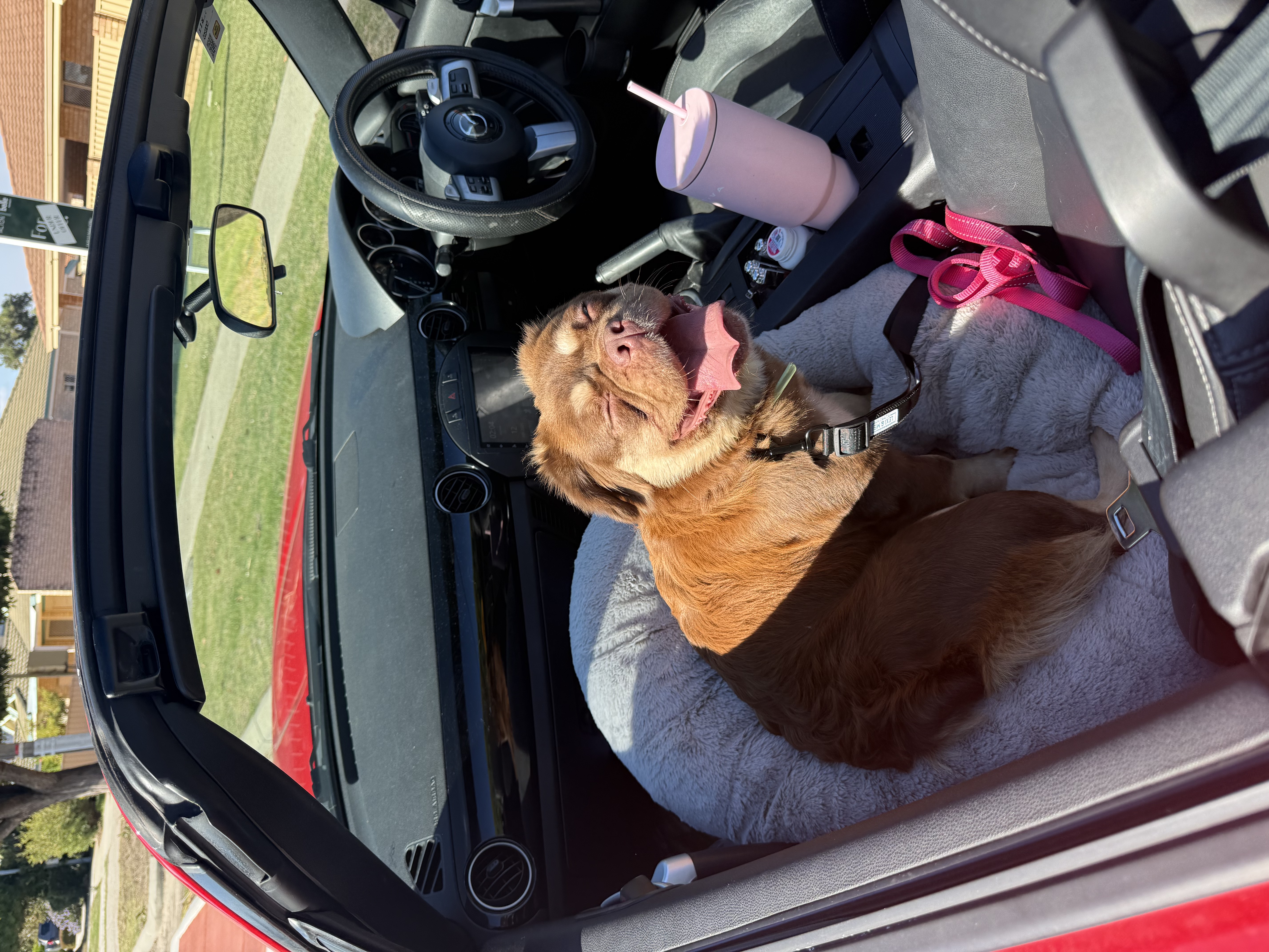 French Bulldog – Hillarys