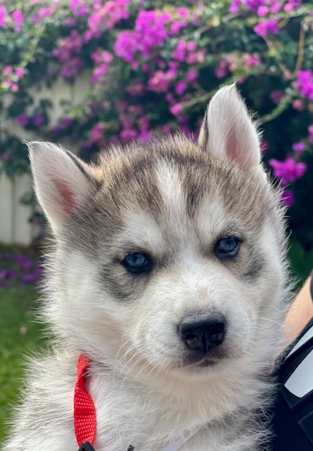 Husky – Arundel