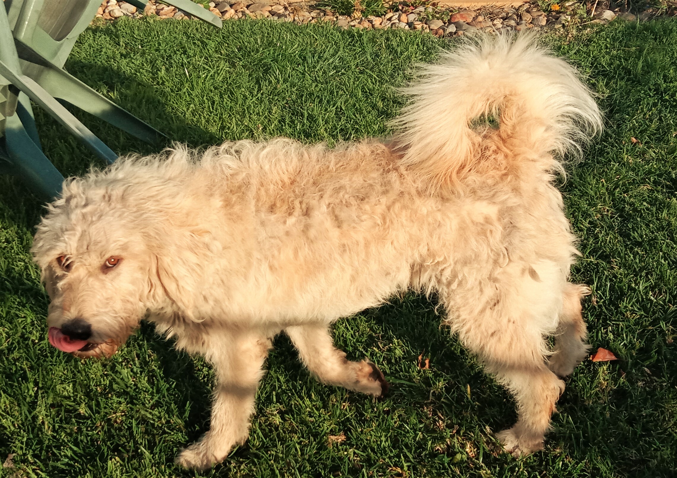 Labradoodle – Berwick