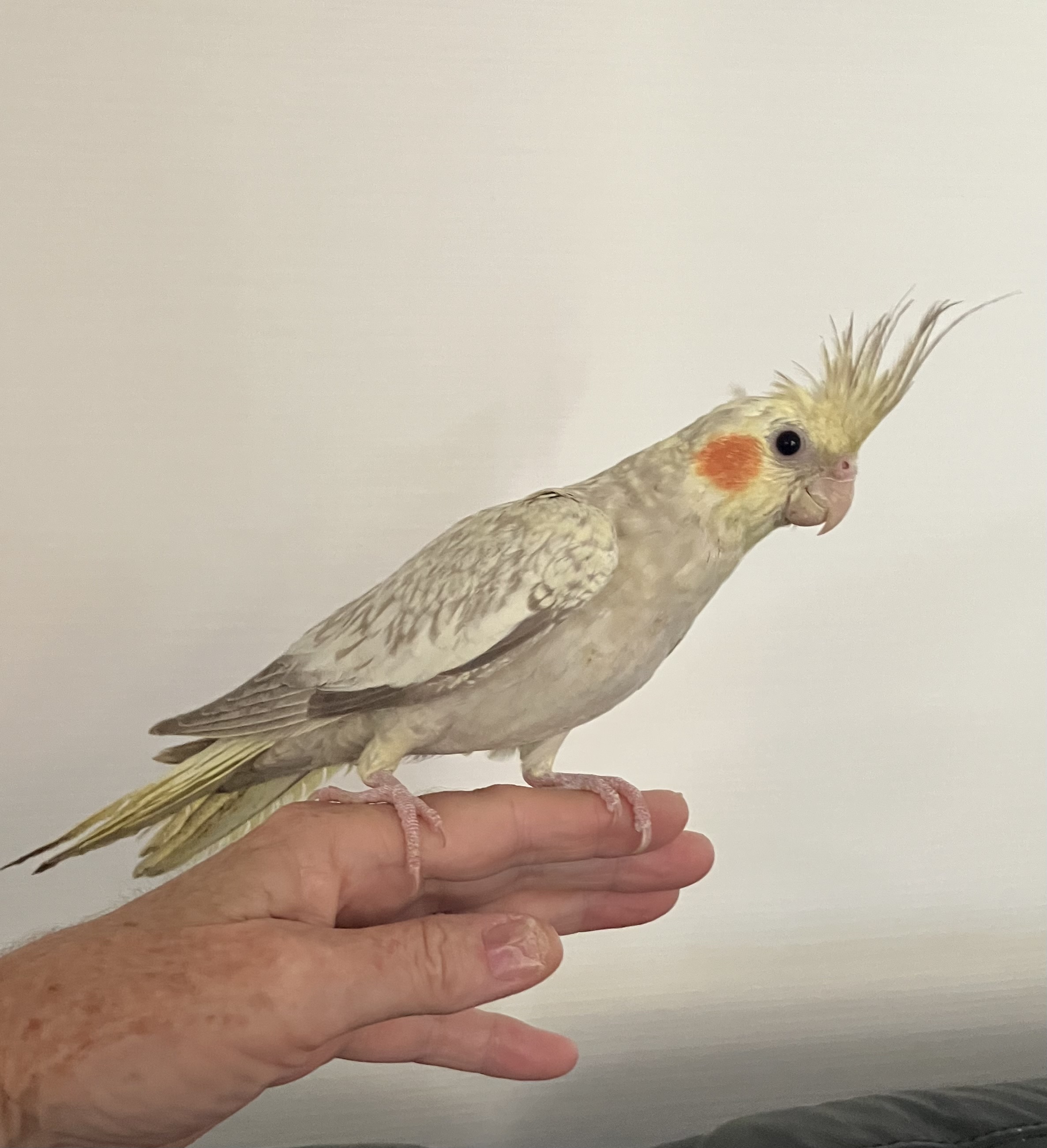 Cockatiel – Sussex Inlet
