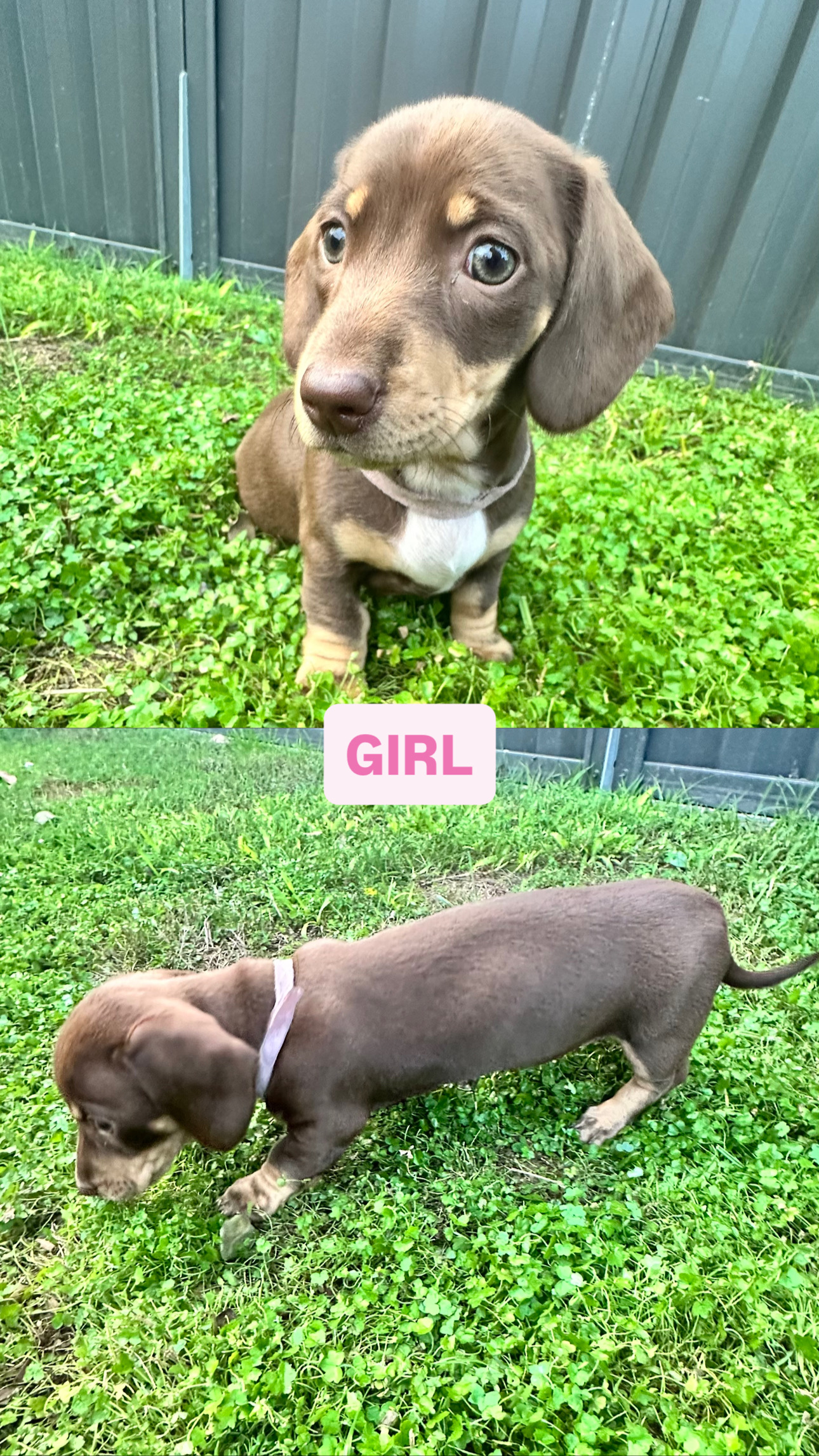 Dachshund – Narangba