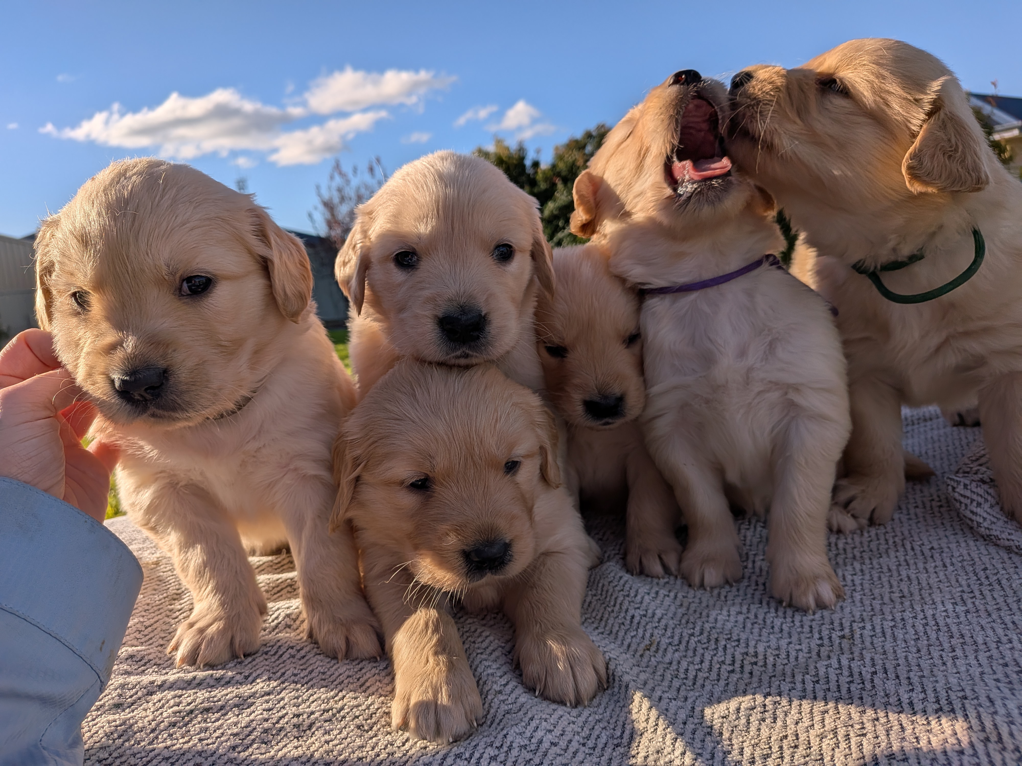 Golden Retriever – Mildura