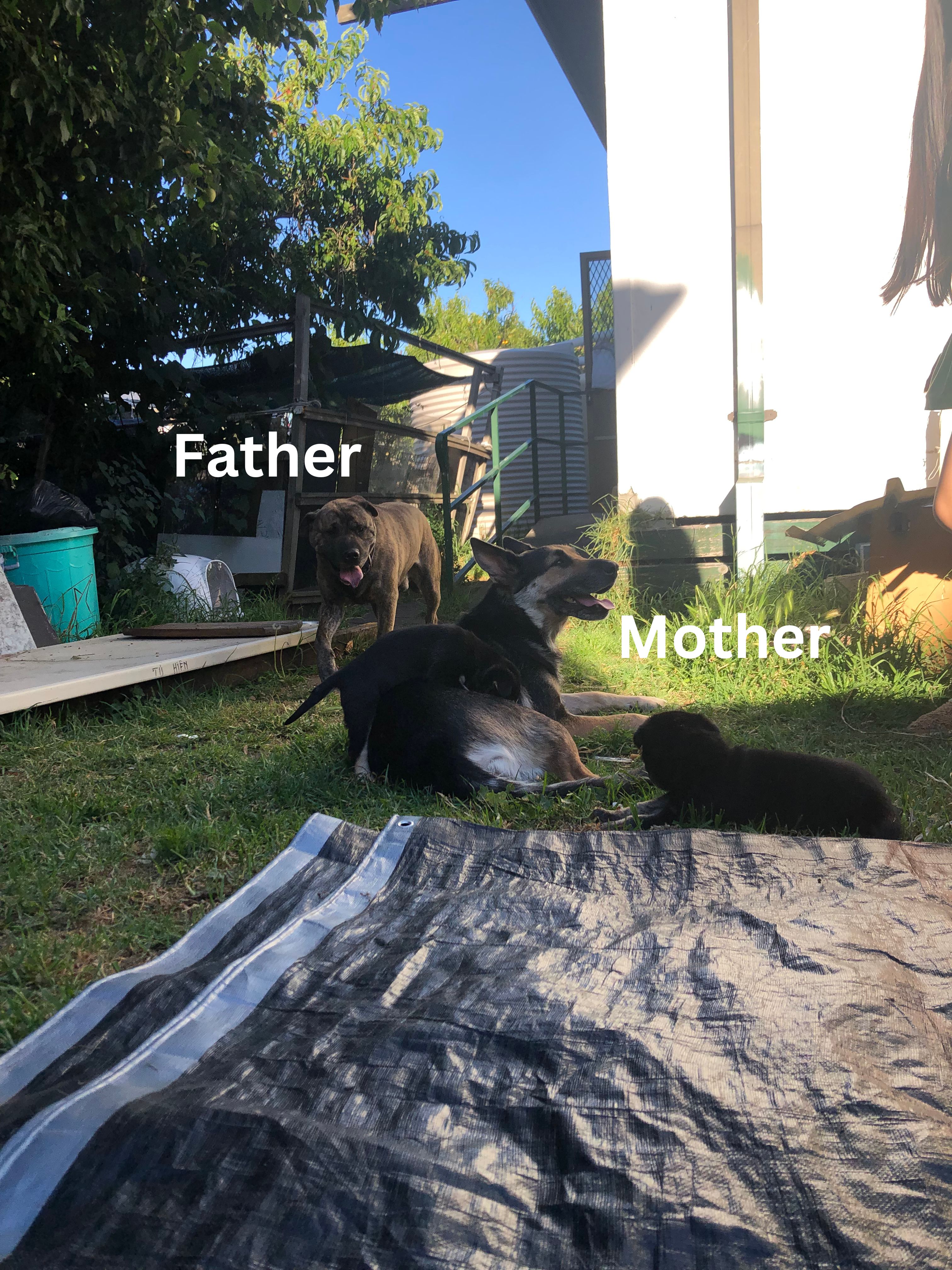 German Shepherd – Richard