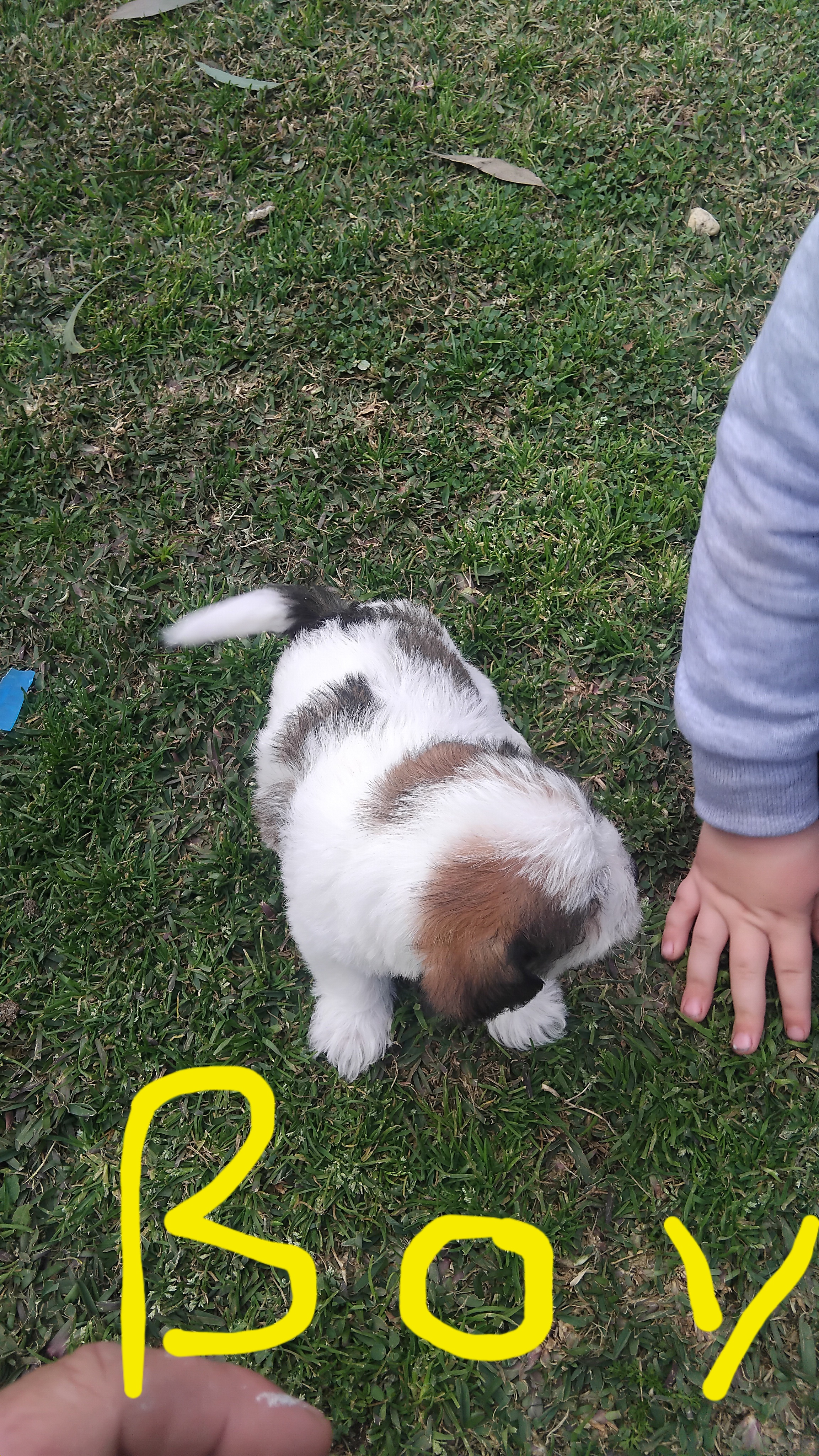 Shih Tzu – Muswellbrook