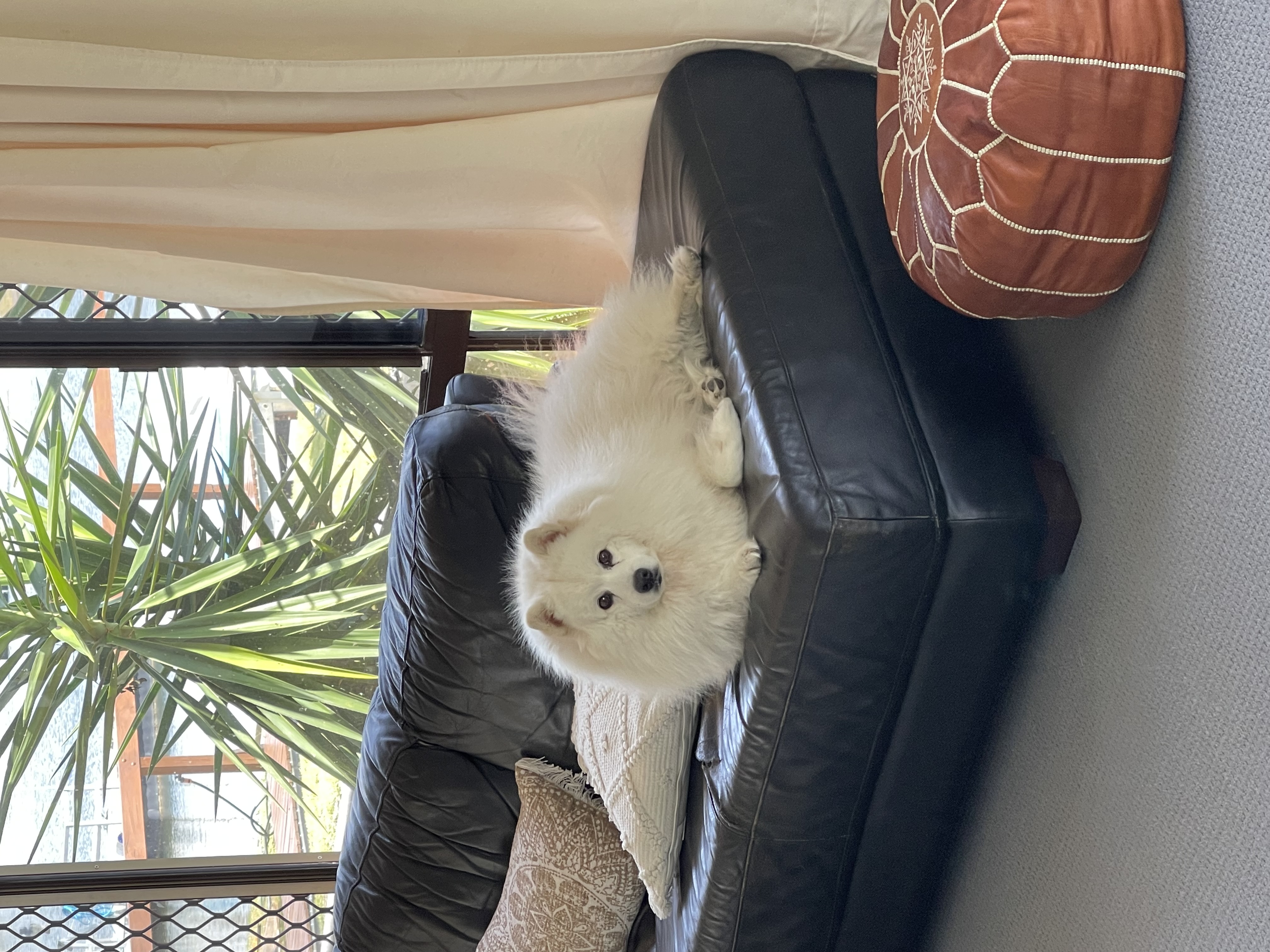 Japanese Spitz – Ballina