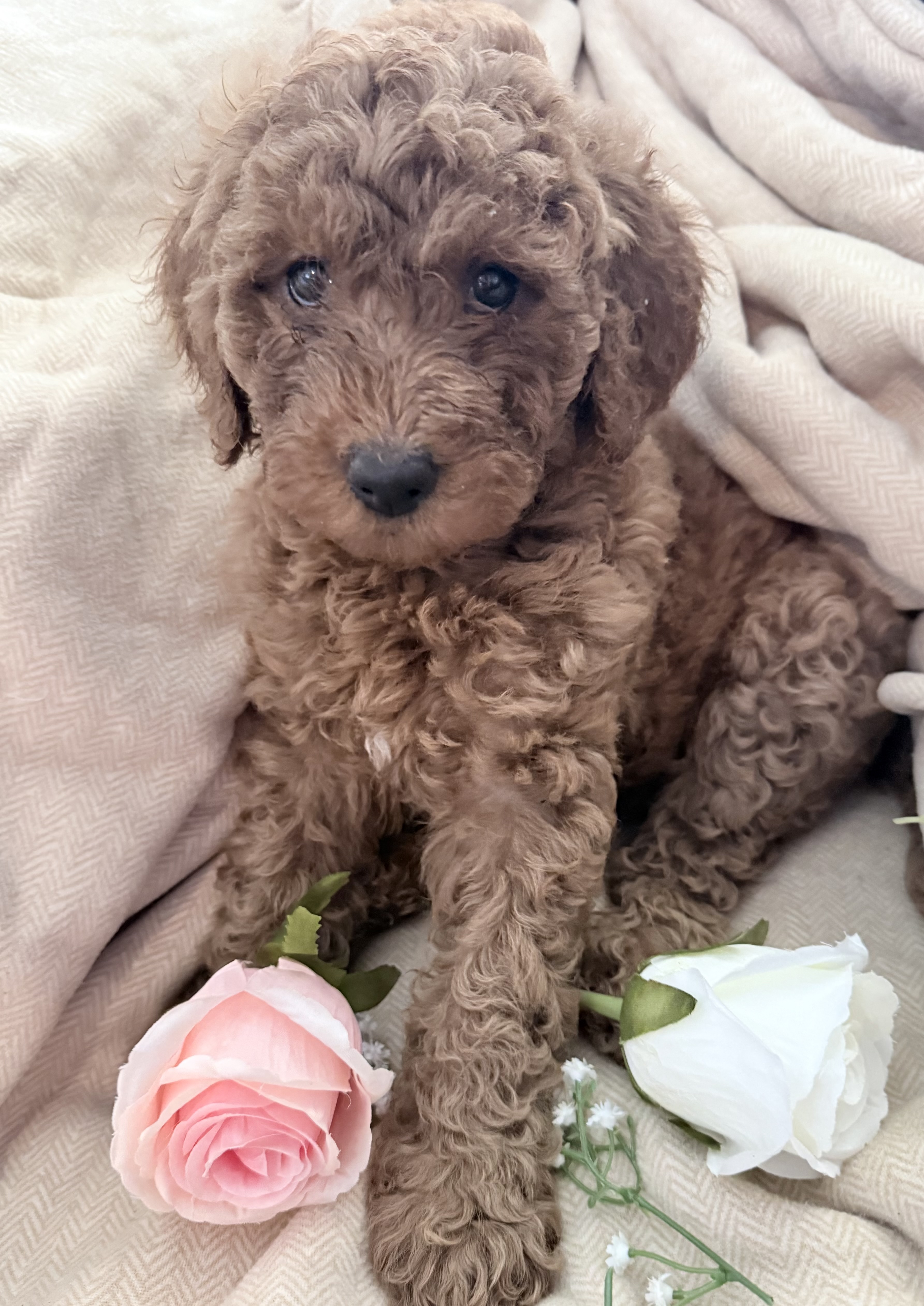 Poodle Standard – Krystal Roberts