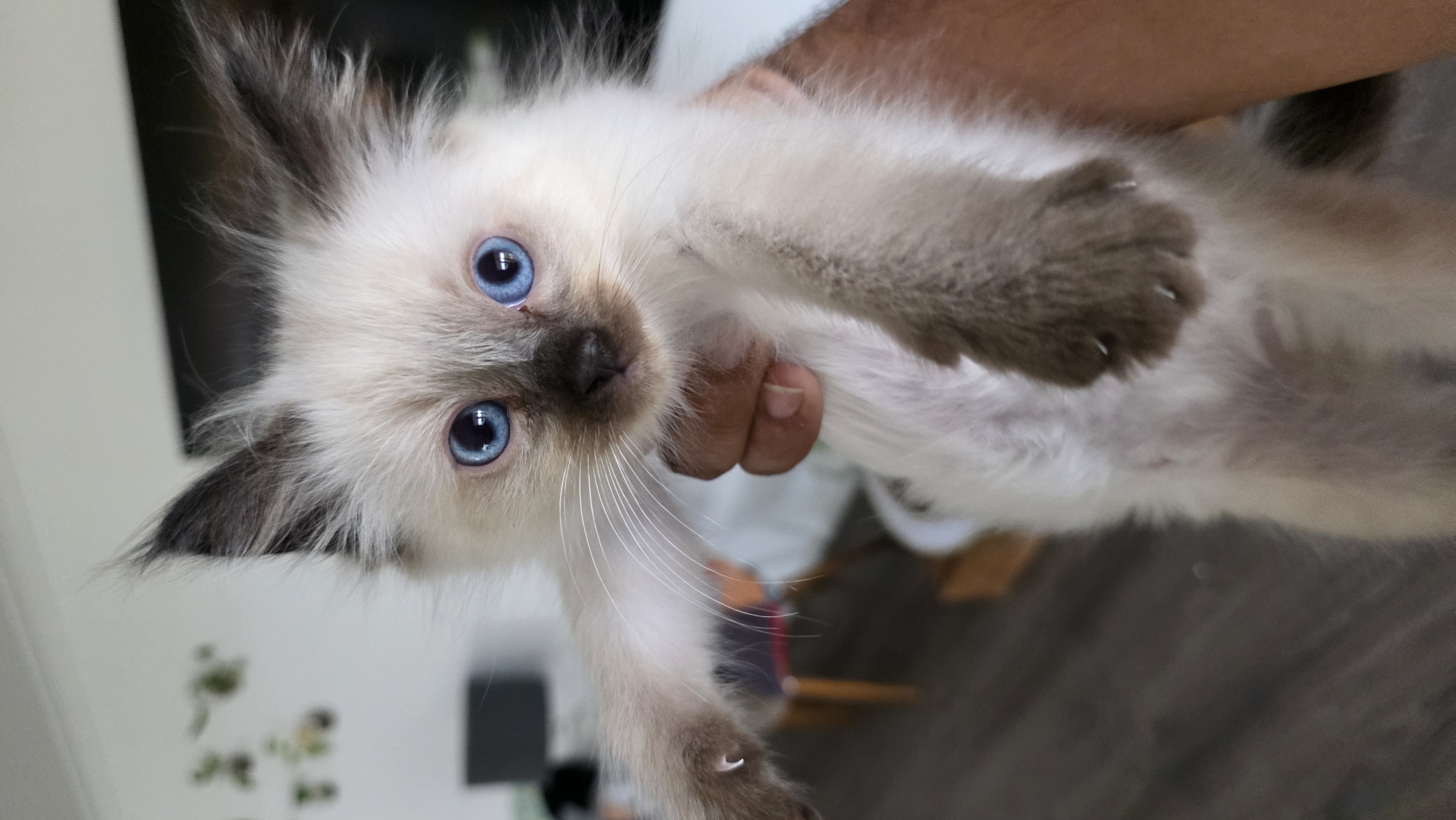 Ragdoll – Clyde North