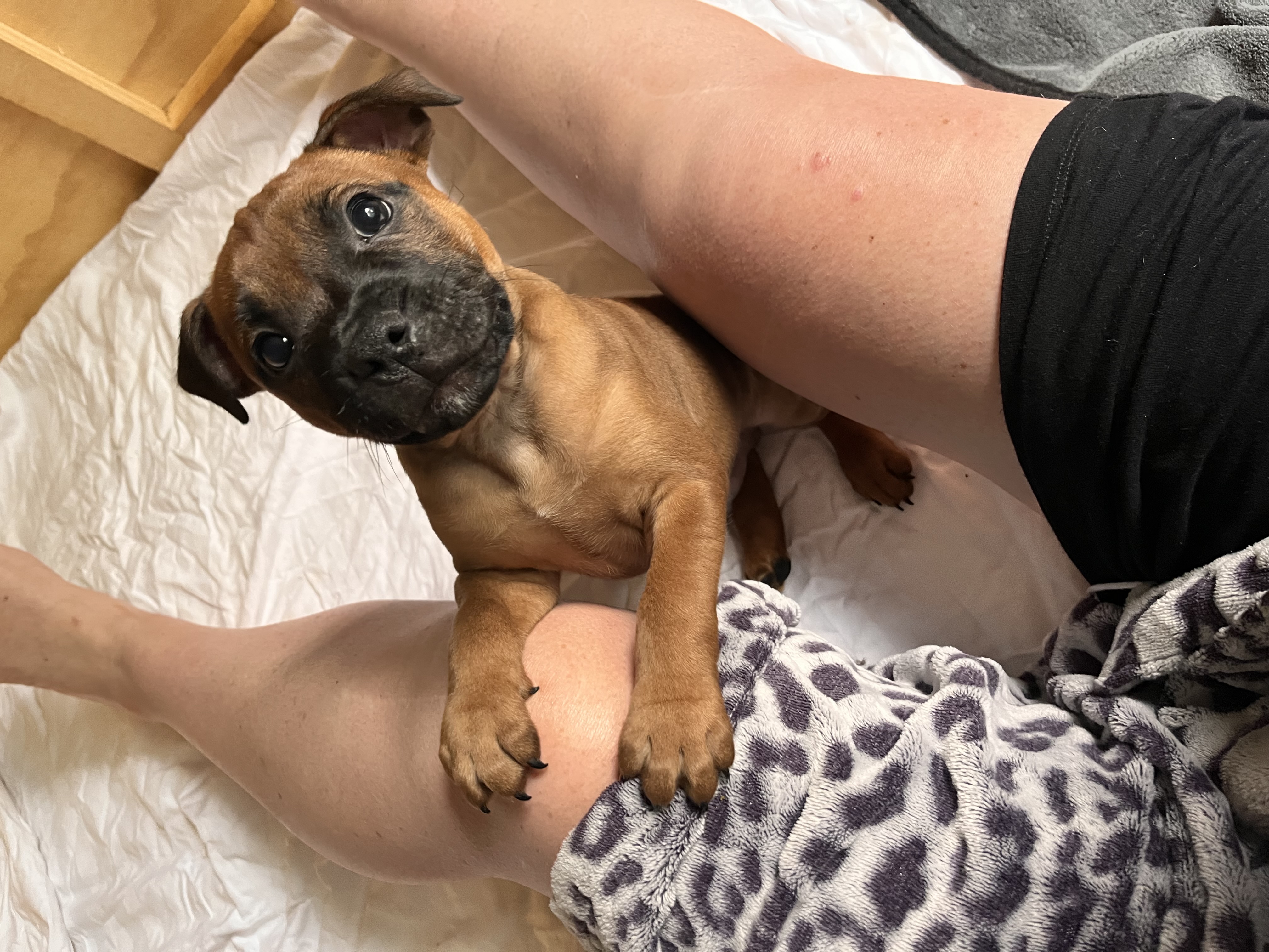 Staffordshire Bull Terrier – Lancefield