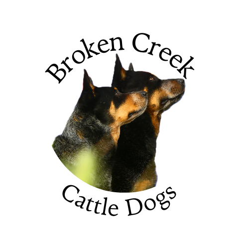 Broken Creek Cattle Dogs