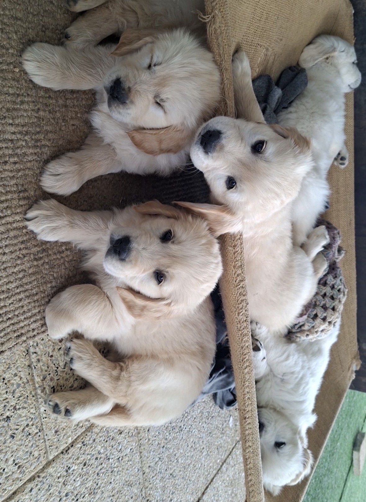 Golden Retriever – Wickepin