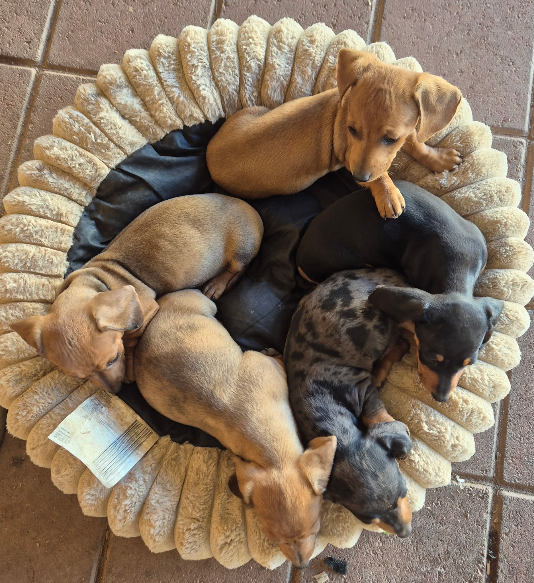 Miniature Dachshund – Kalgoorlie