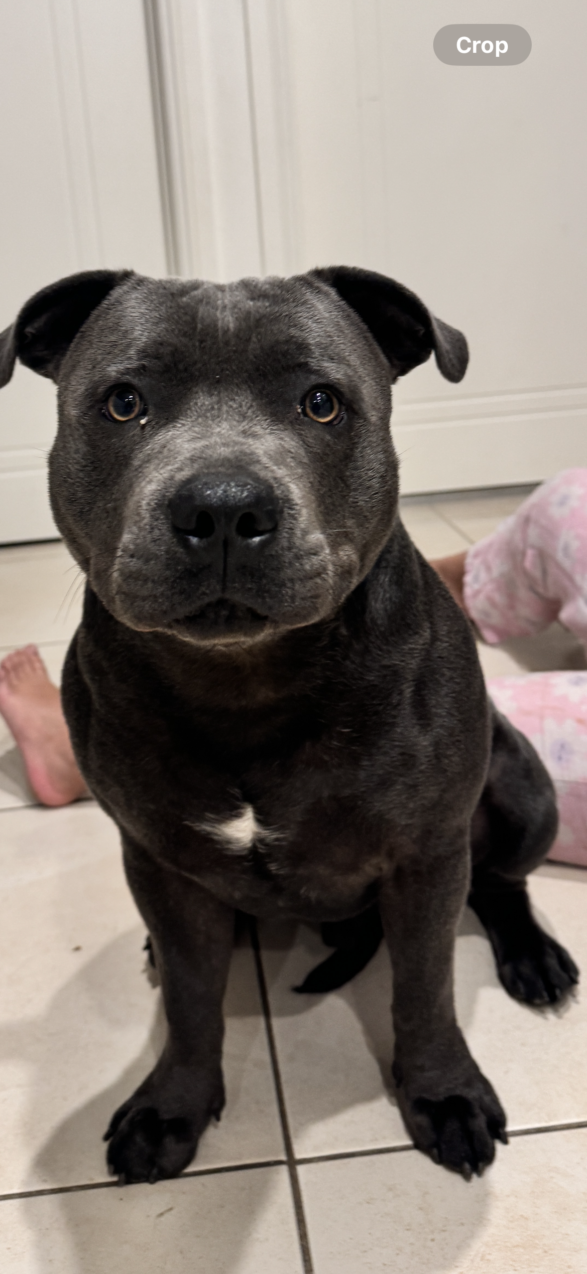 Staffordshire Bull Terrier – Leppington