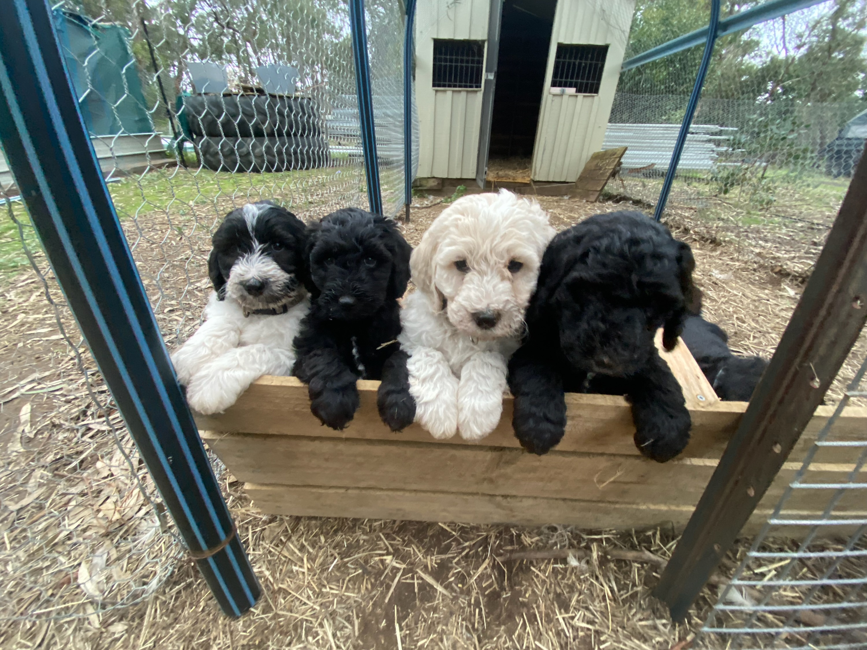 Aussiedoodle