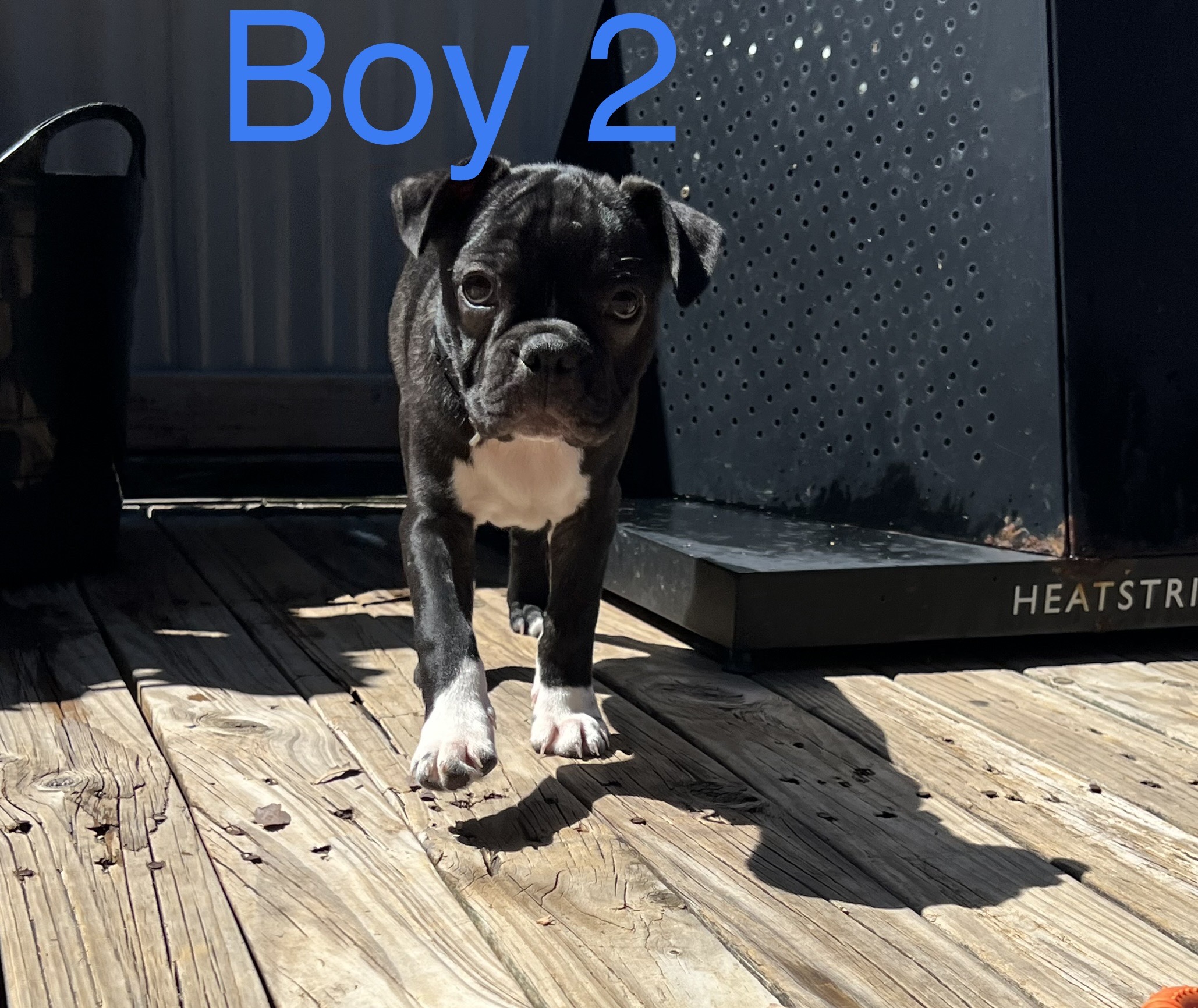 Boston Terrier x French Bulldog