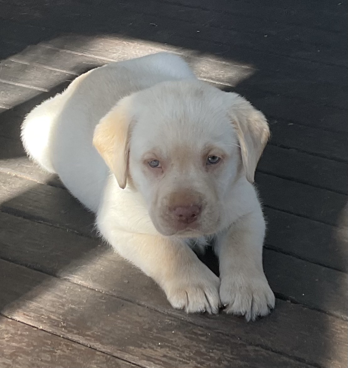 Labrador Retriever – Bessiebelle