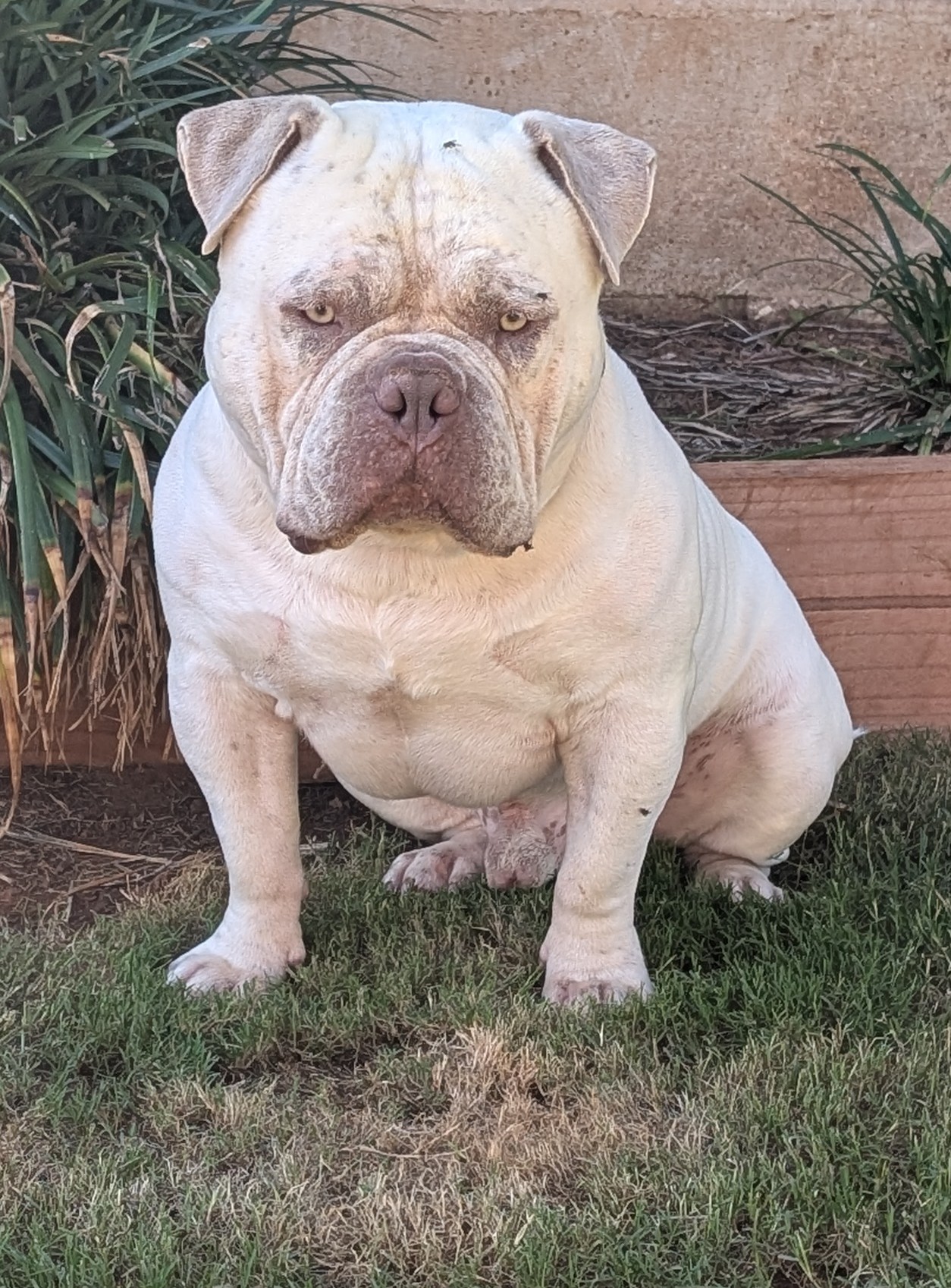 Dogs – Loxton North