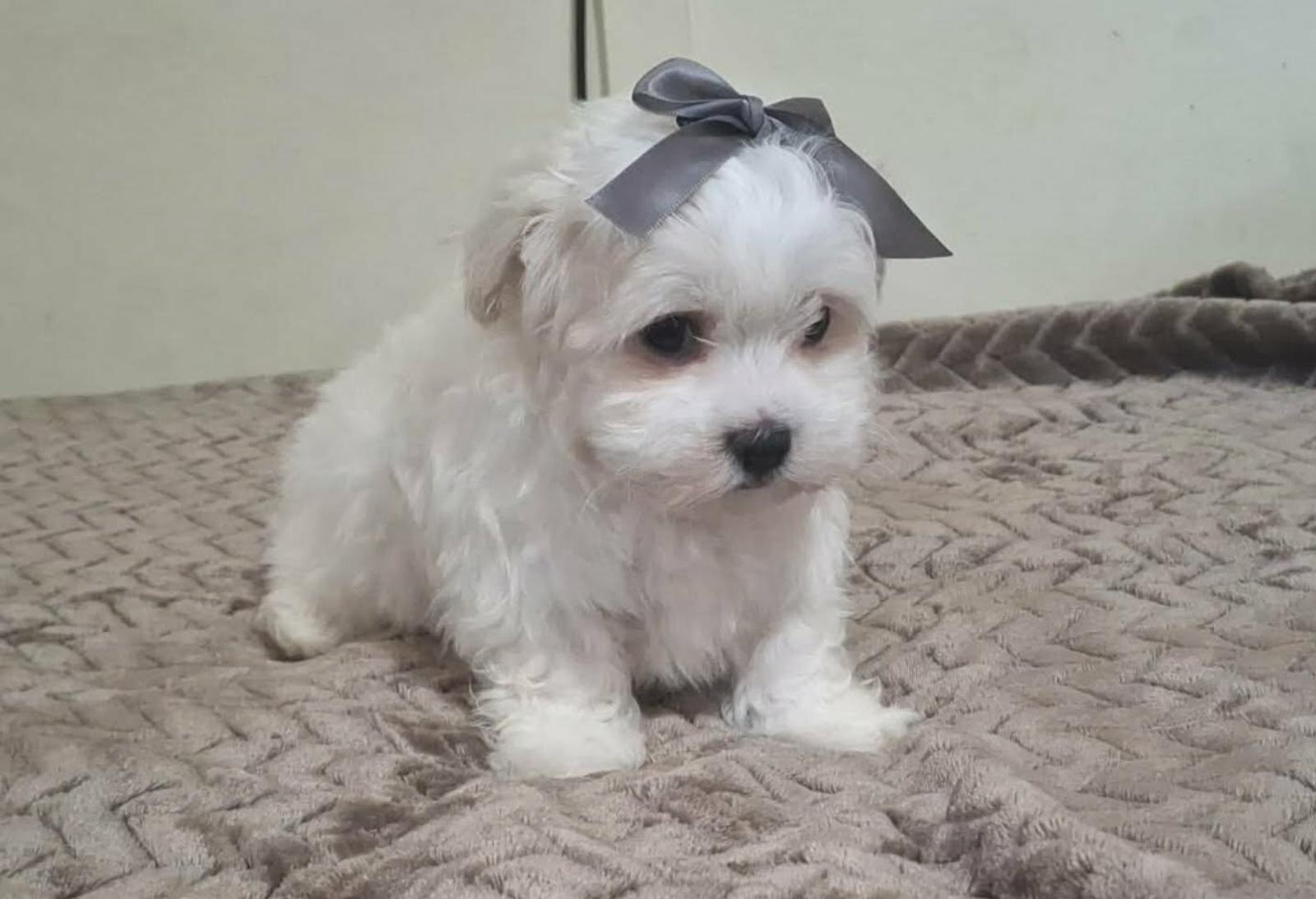 Maltese – Lowood