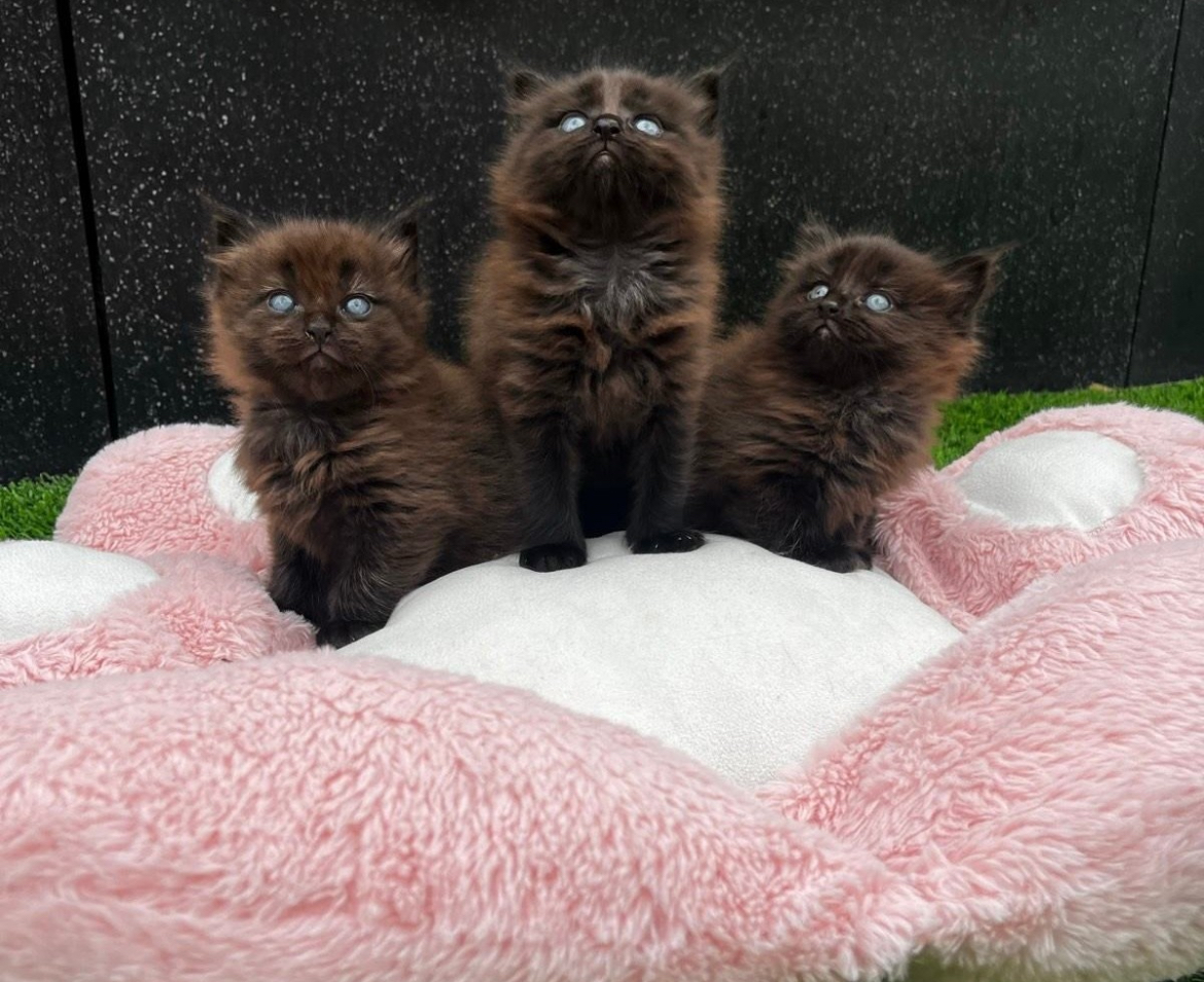 Maine Coon – Epping