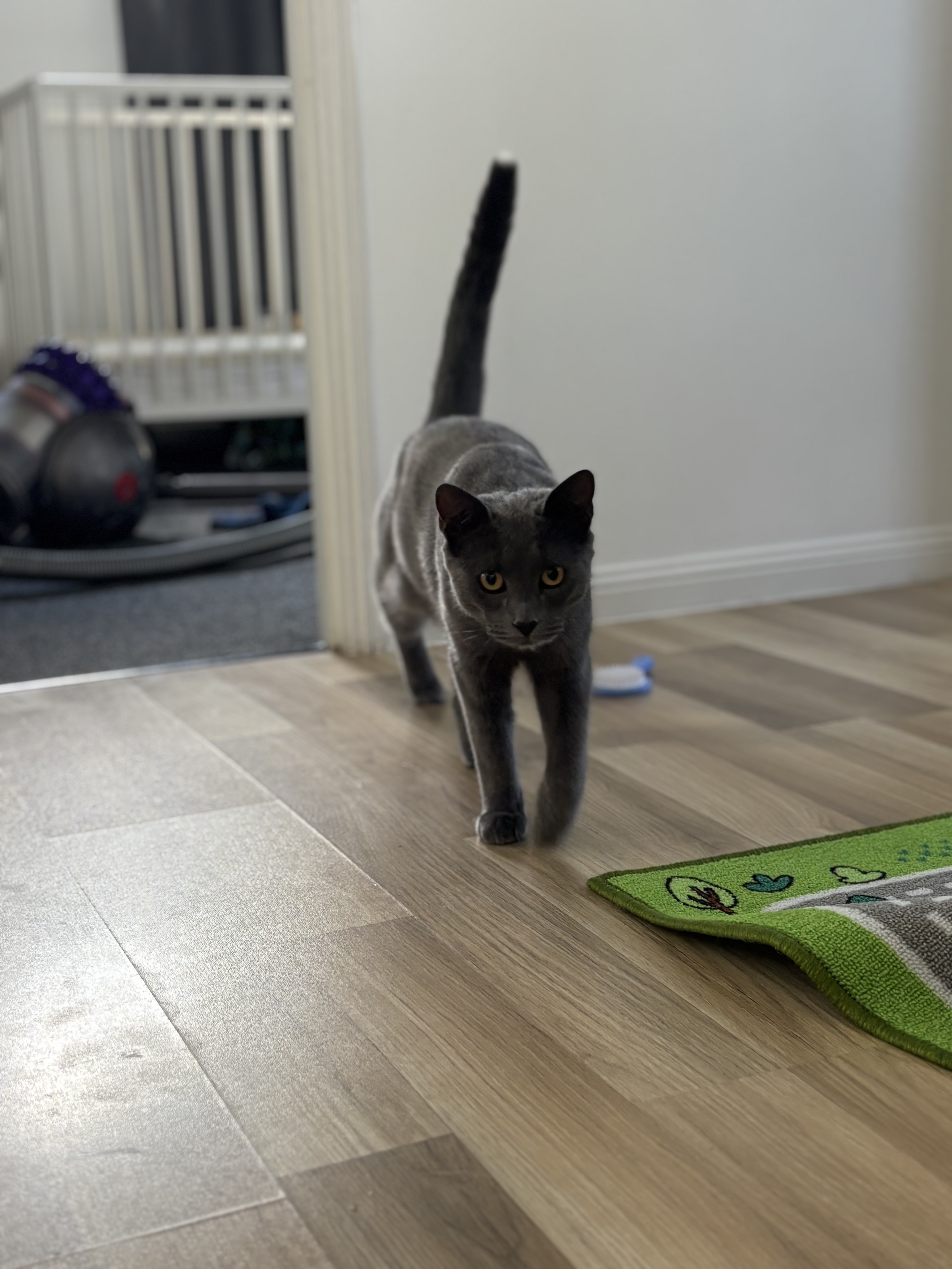 Russian Blue – Caboolture South