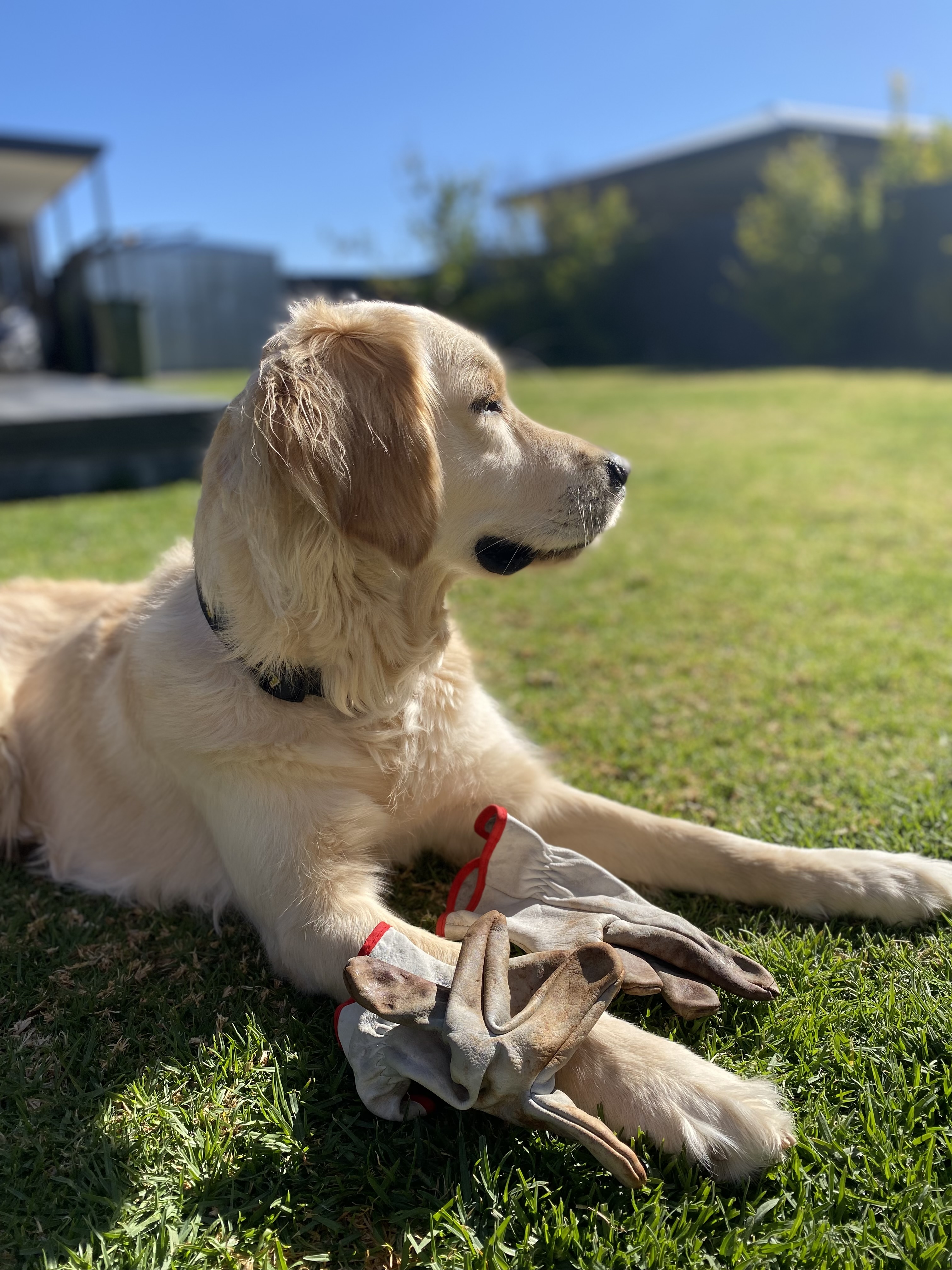 Golden Retriever – Alice Springs