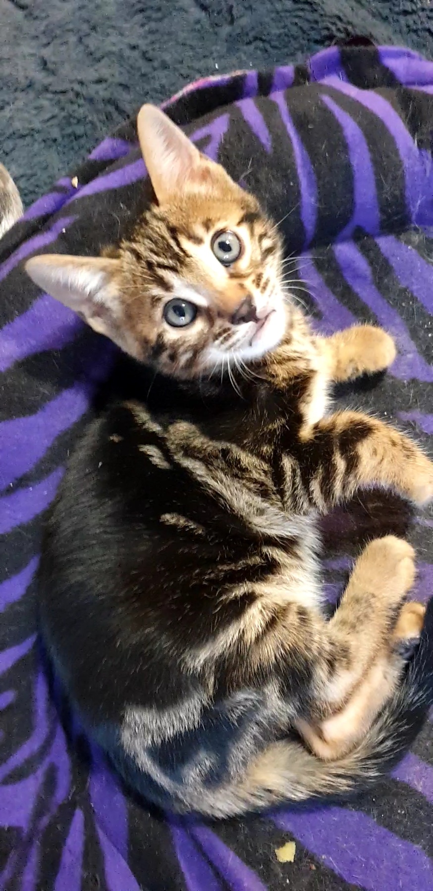 Bengal – South Morang