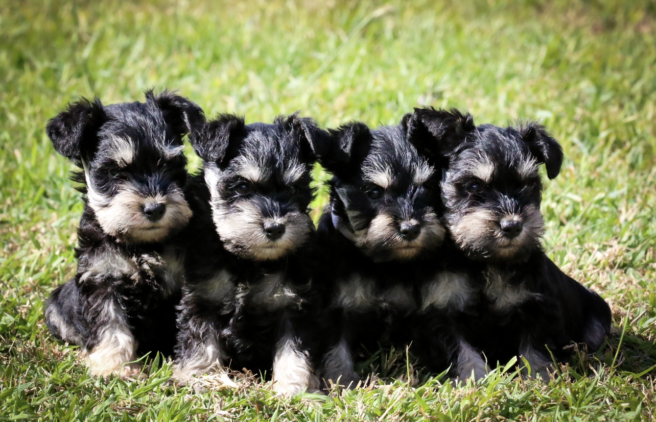 ANKC Pedigree Registered Miniature Schnauzer Pups Black and Silver