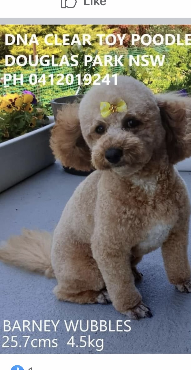Toy Poodle pup - one boy left