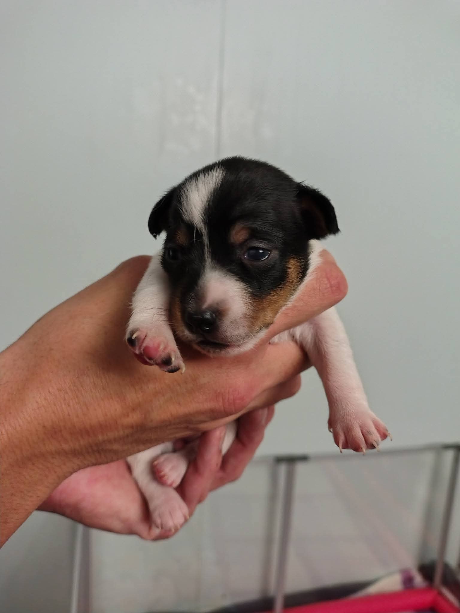 Dogs – West Mackay