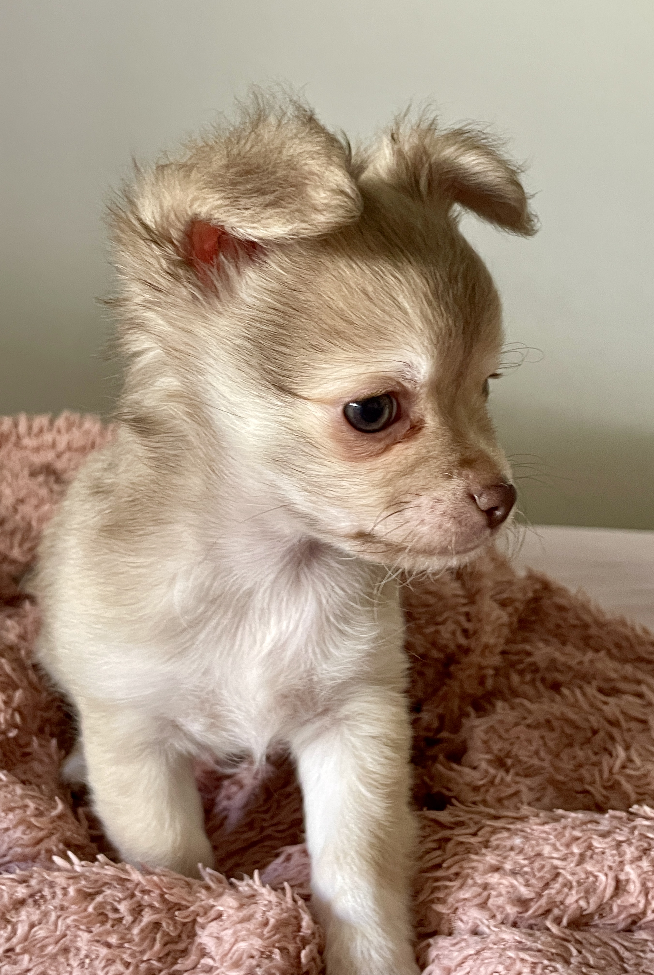 Chihuahua Atwell PetsForHomes