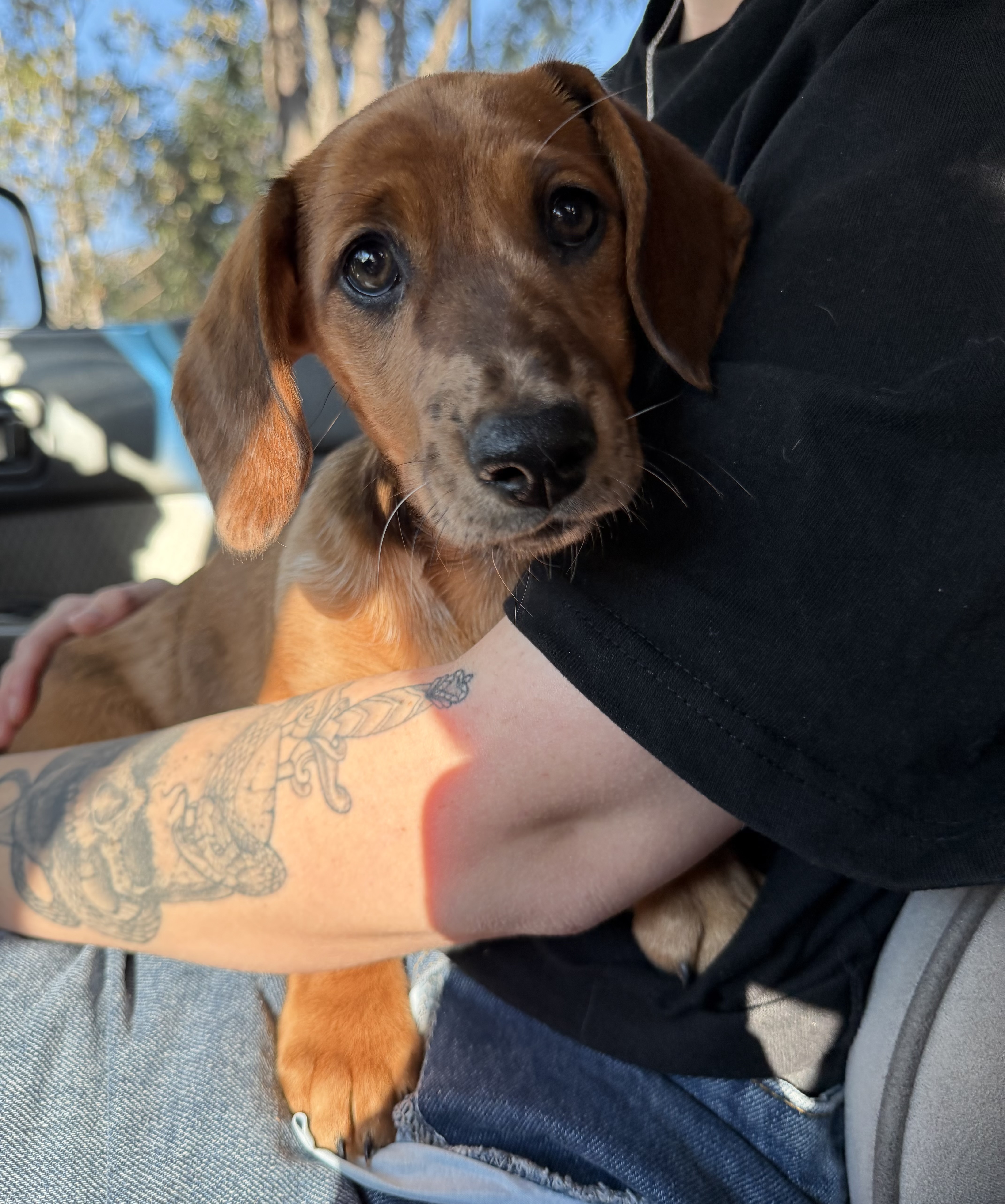 Dachshund – Upper Coomera