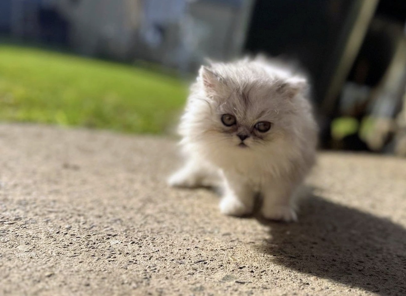 Persian – Villawood