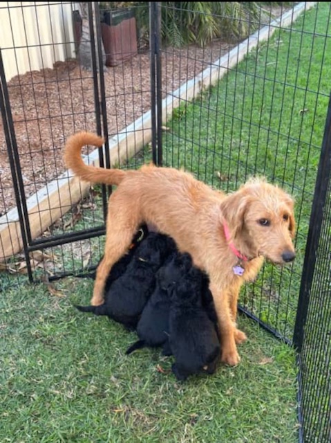 Labradoodle Puppies (F2) available from 29 July