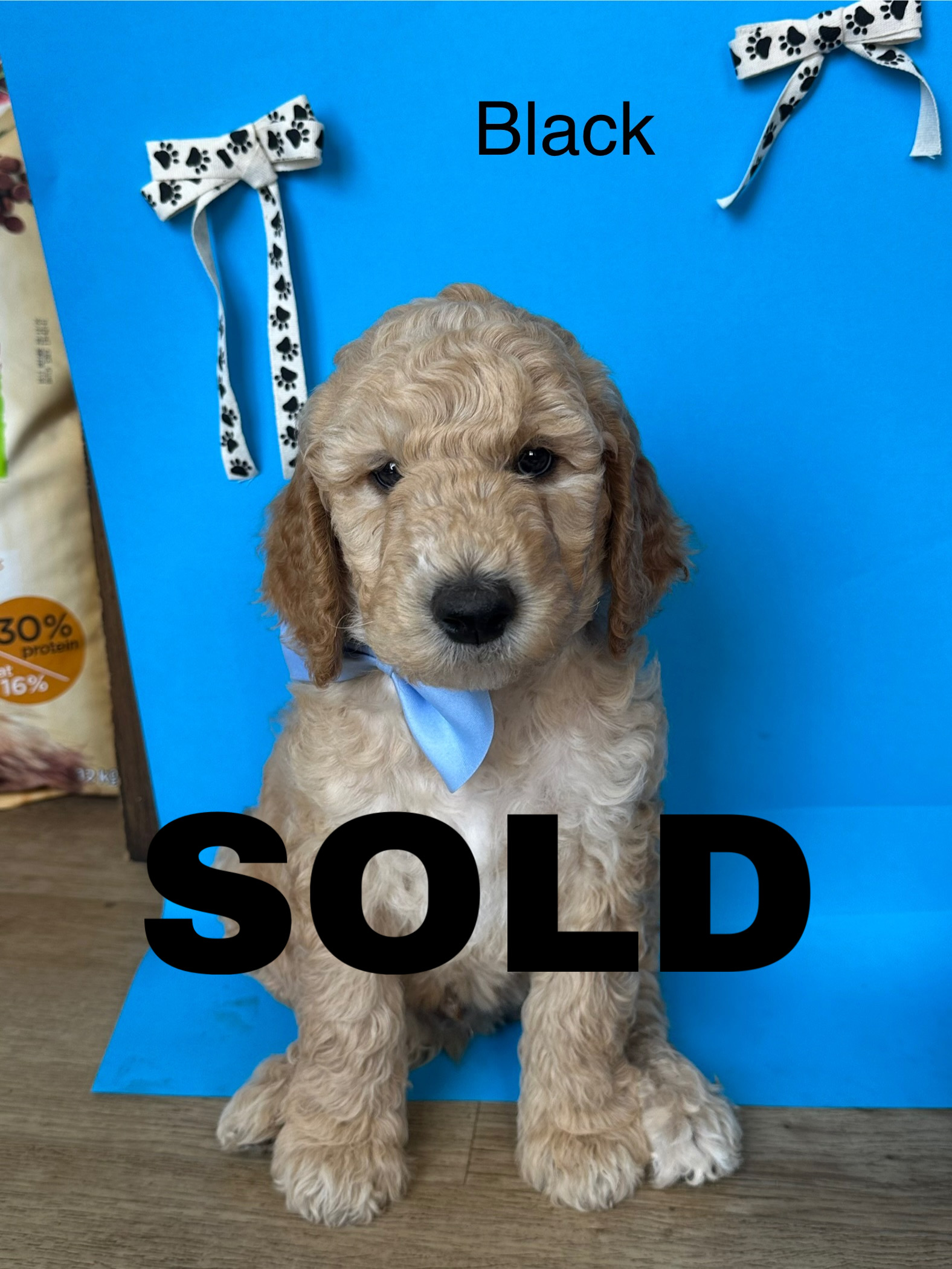 Goldendoodle – Kempsey