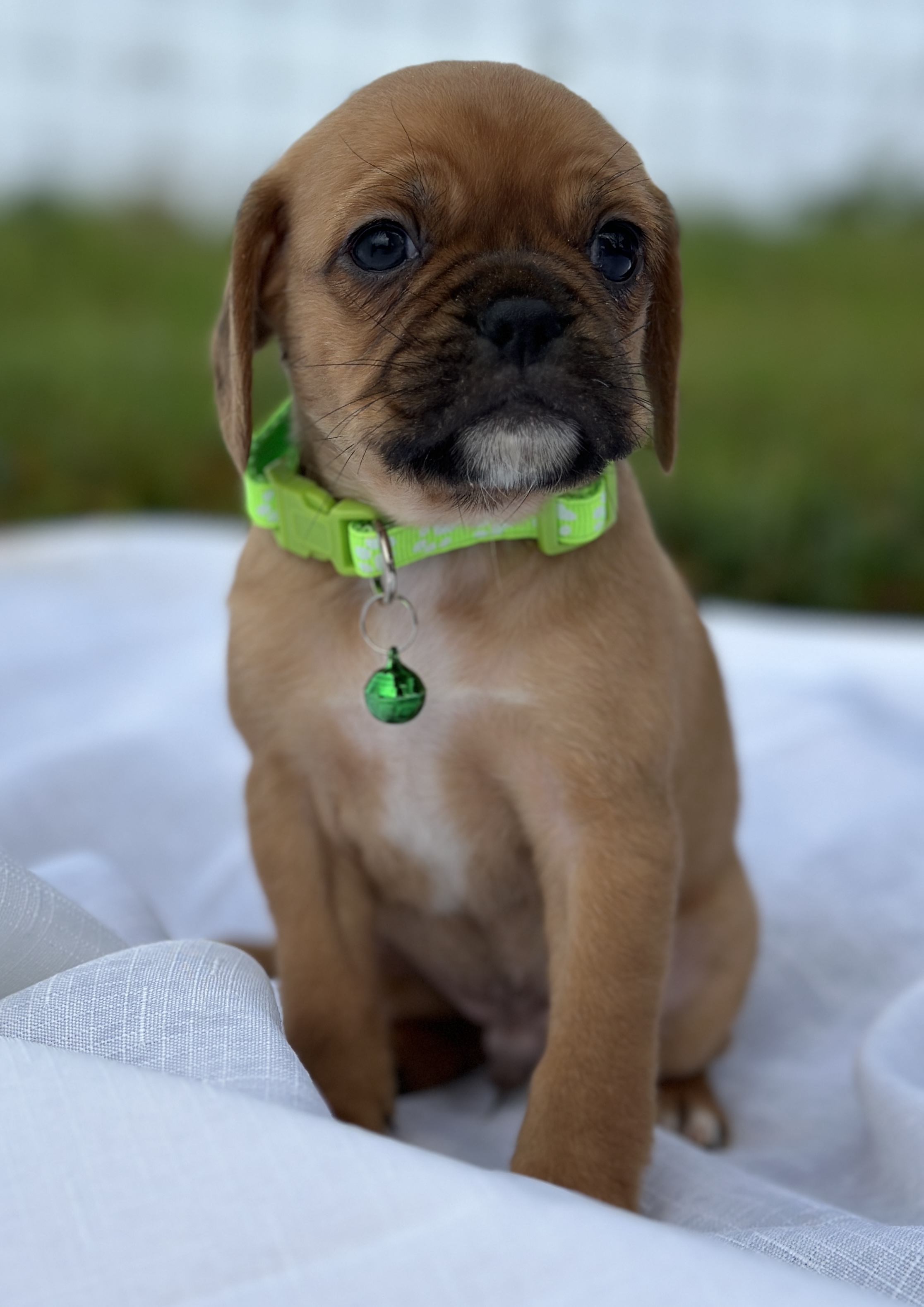 Pugalier (Pug x King Charles Cavalier) - Delivery available to SYD/MEL